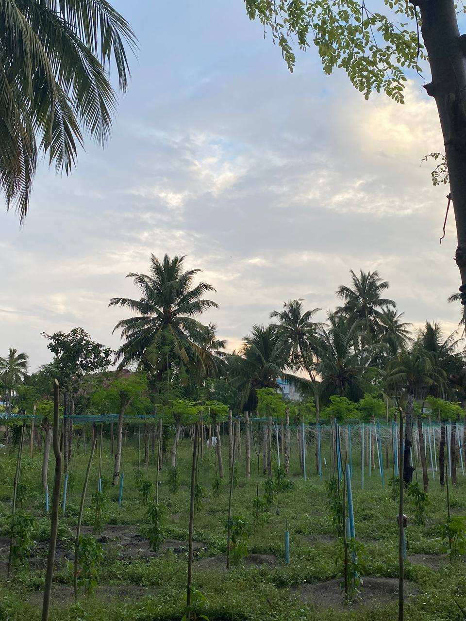 Природа на Мальдивах