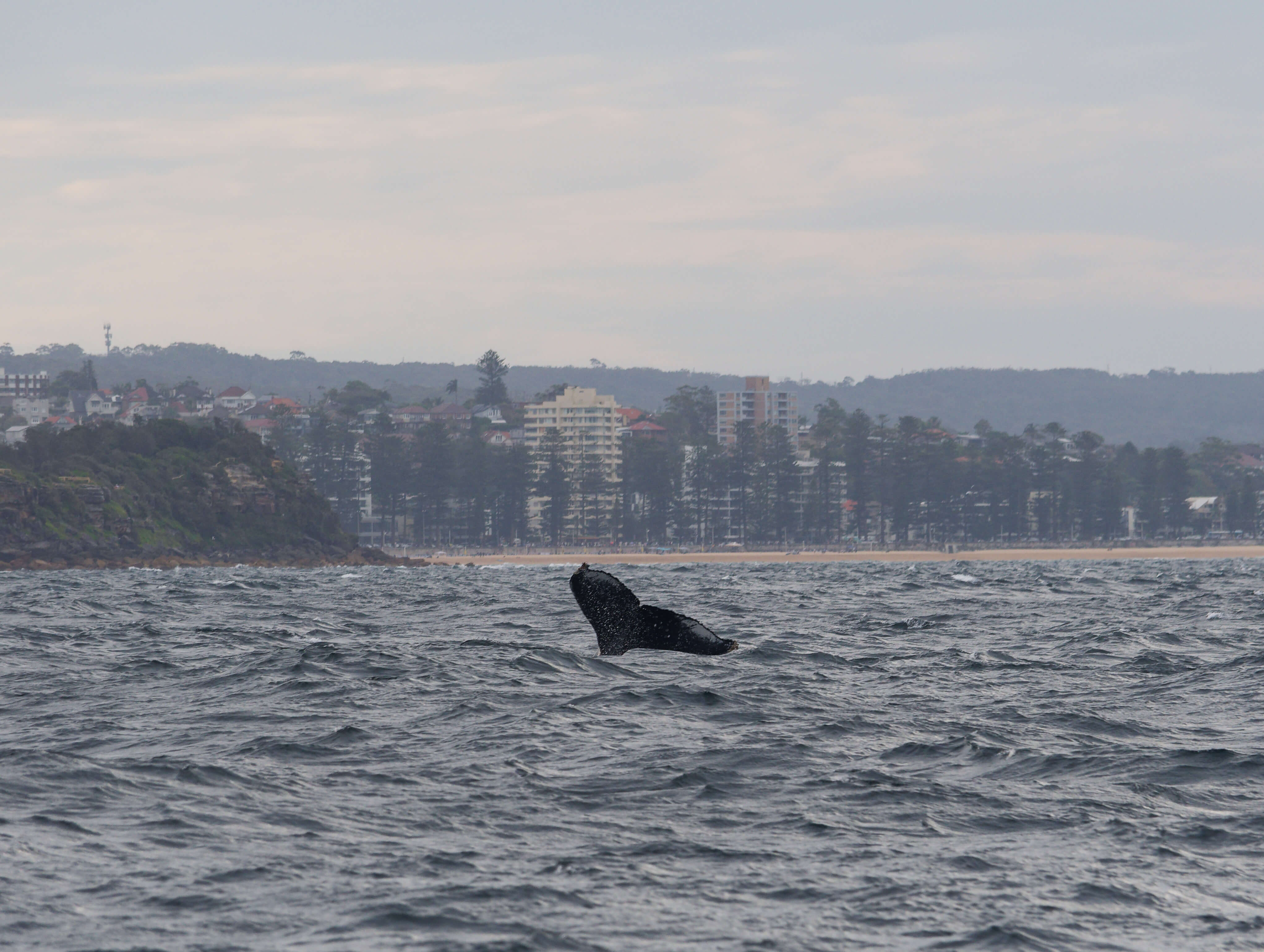 Киты в Австралии