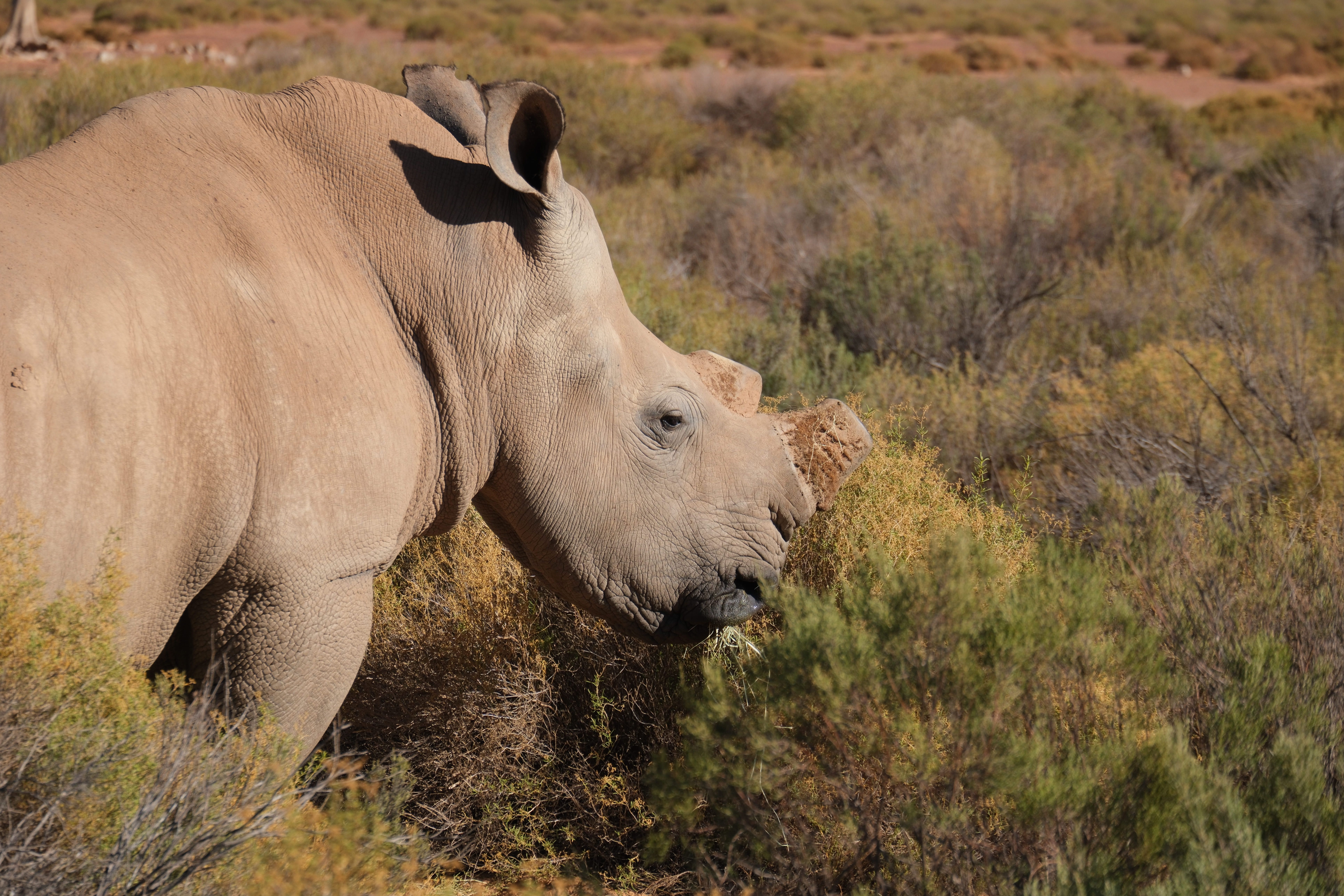 Акила сафари(2).jpg