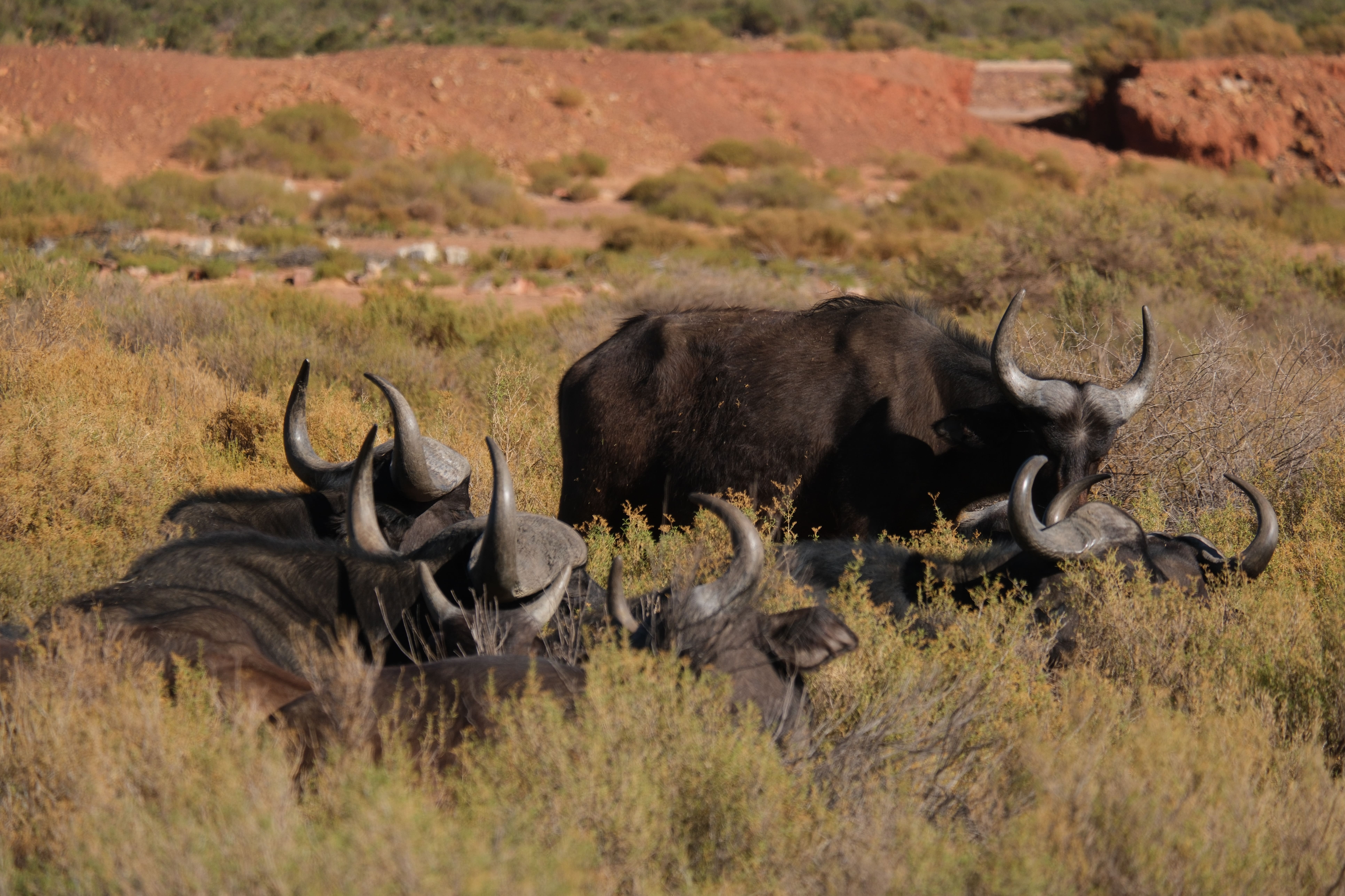 Акила сафари(4).jpg