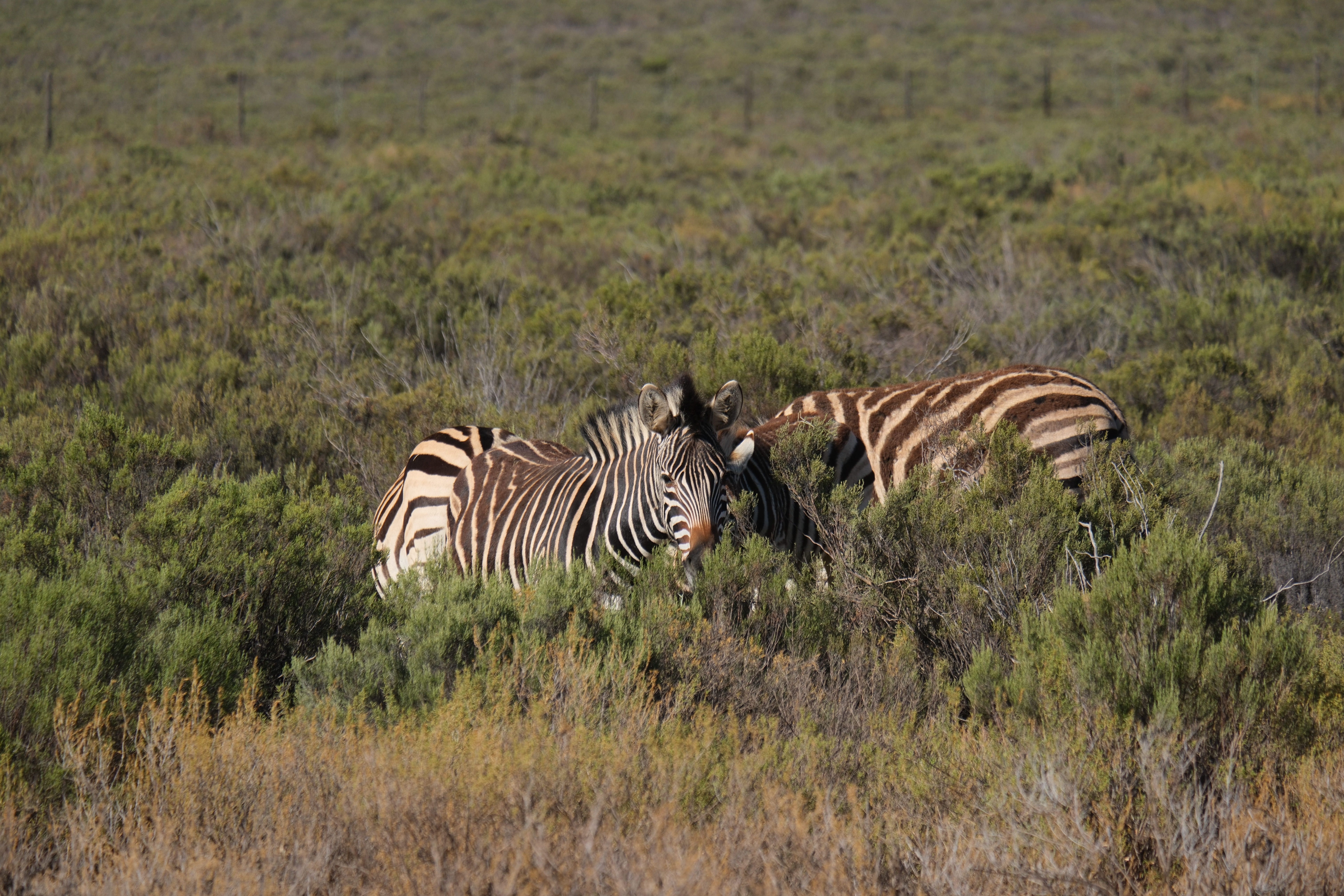 Акила сафари(6).jpg