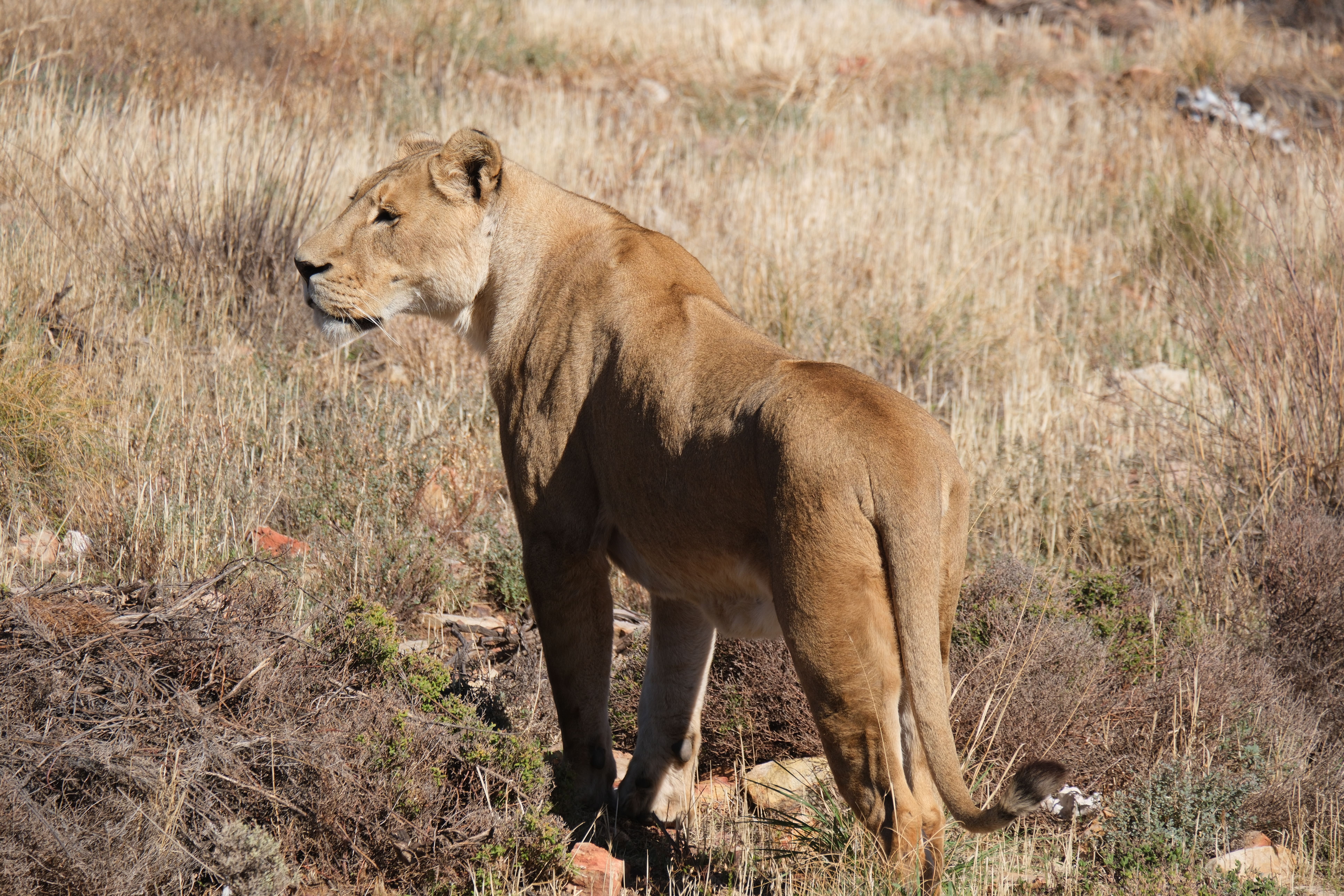Акила сафари(8).jpg