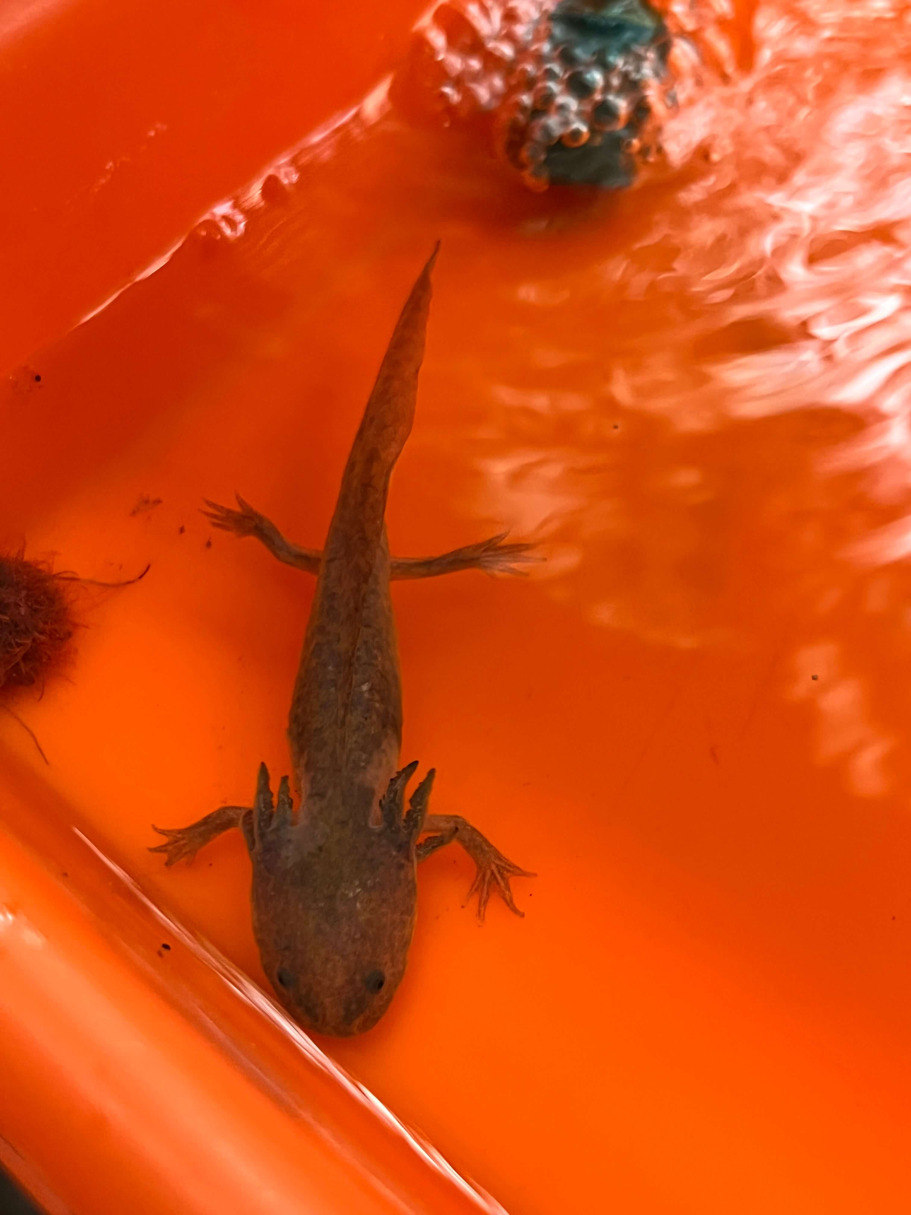 Аксолотль 1.jpg