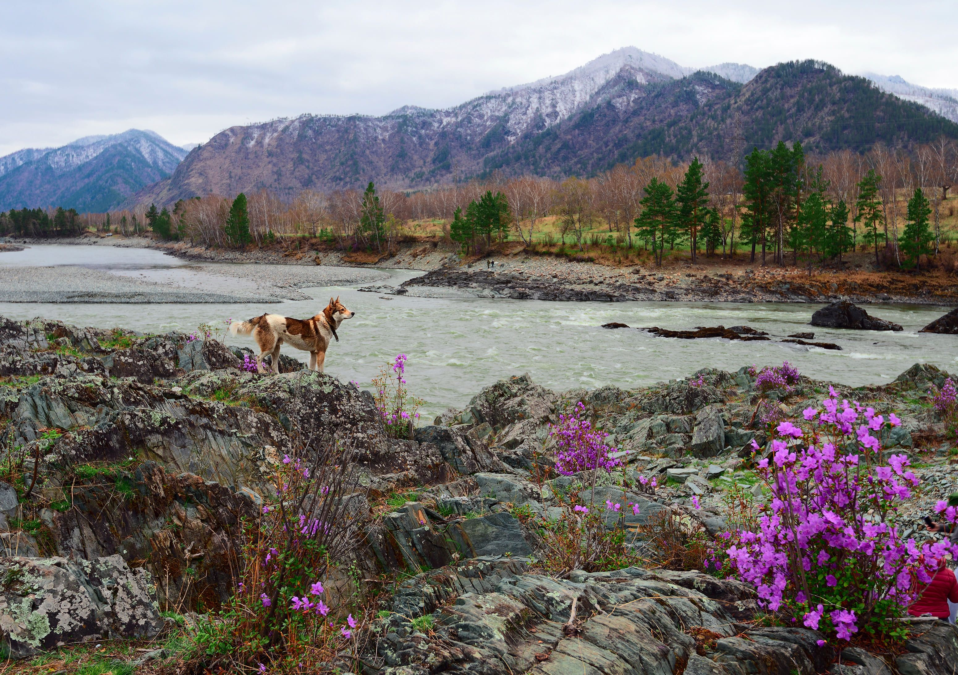 Алтай в апреле
