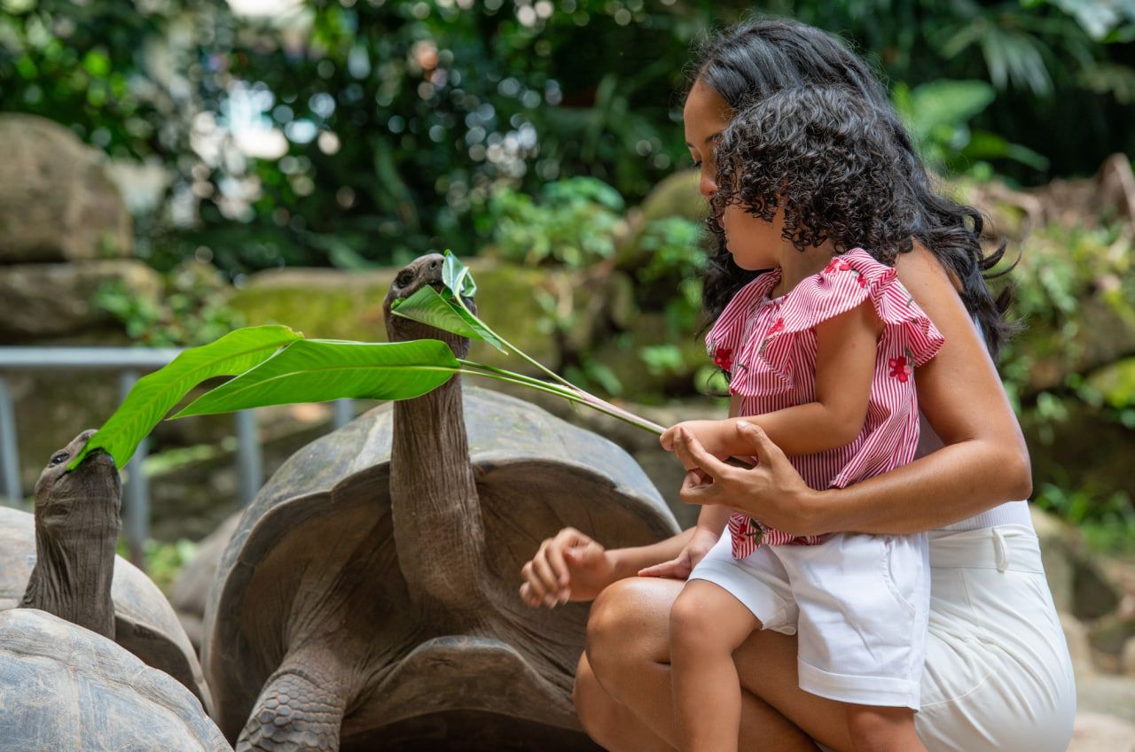 Черепахи на Ла-Диге