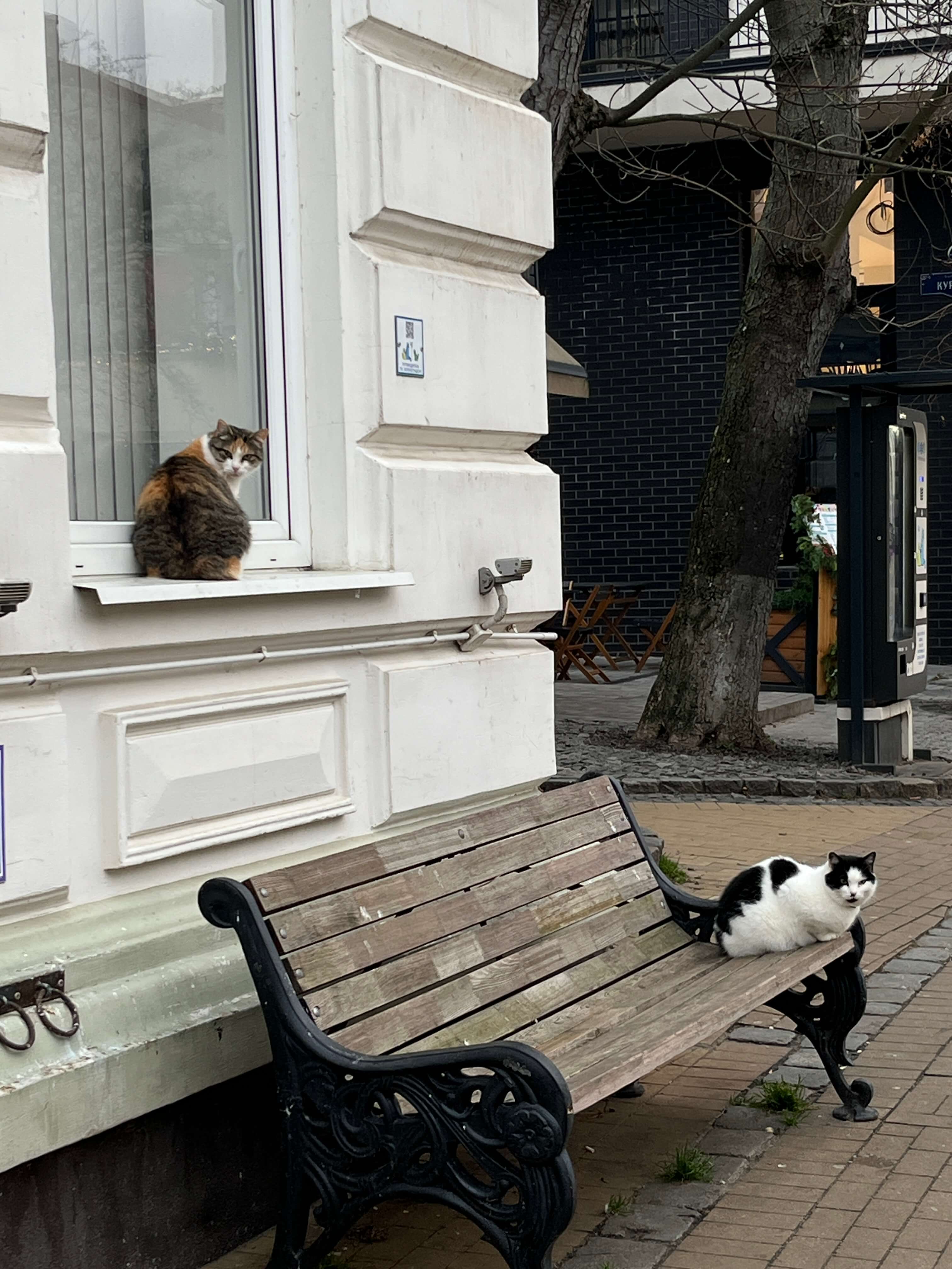 Коты в Зеленоградске