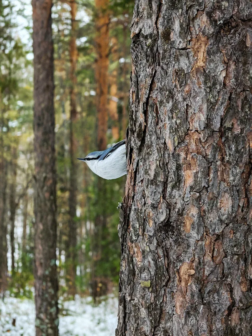 Парк «Красноярские Столбы»