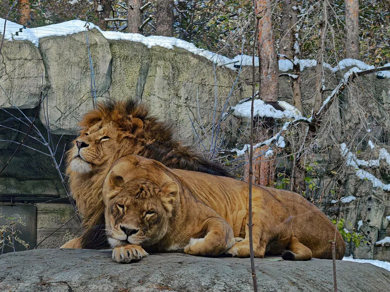 Львы в зоопарке