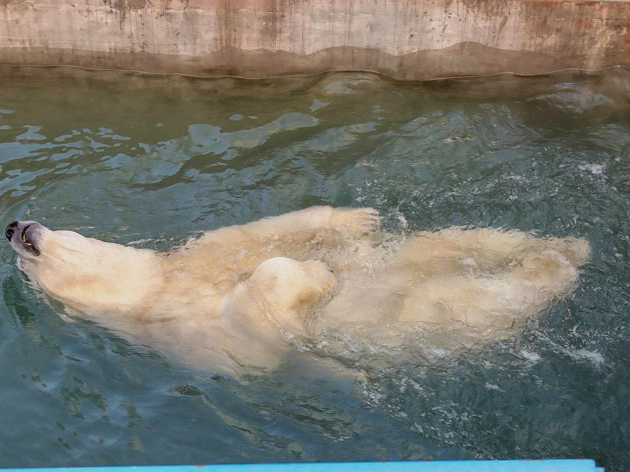 Белый медведь в зоопарке 