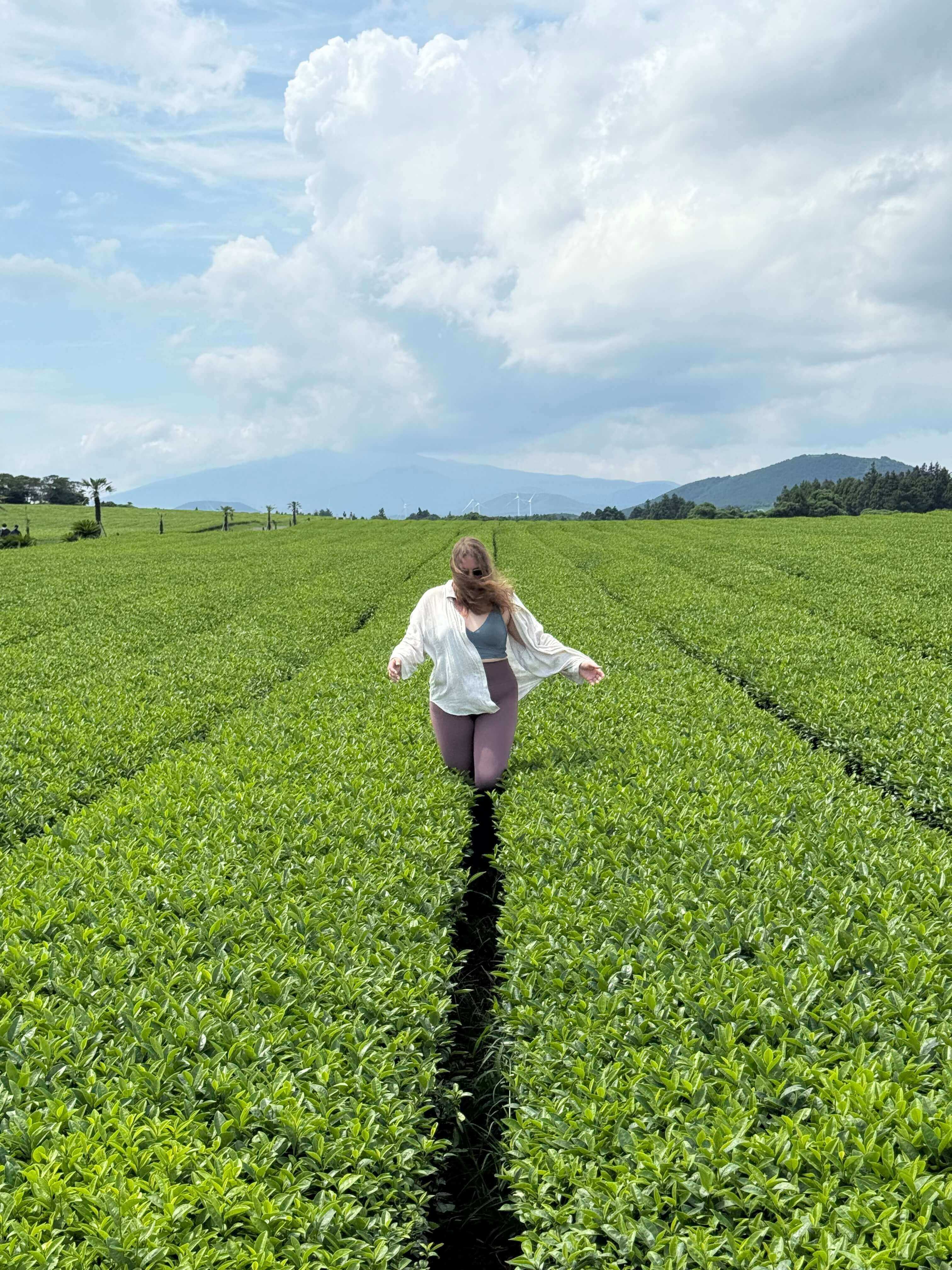 Чайная плантация в Корее