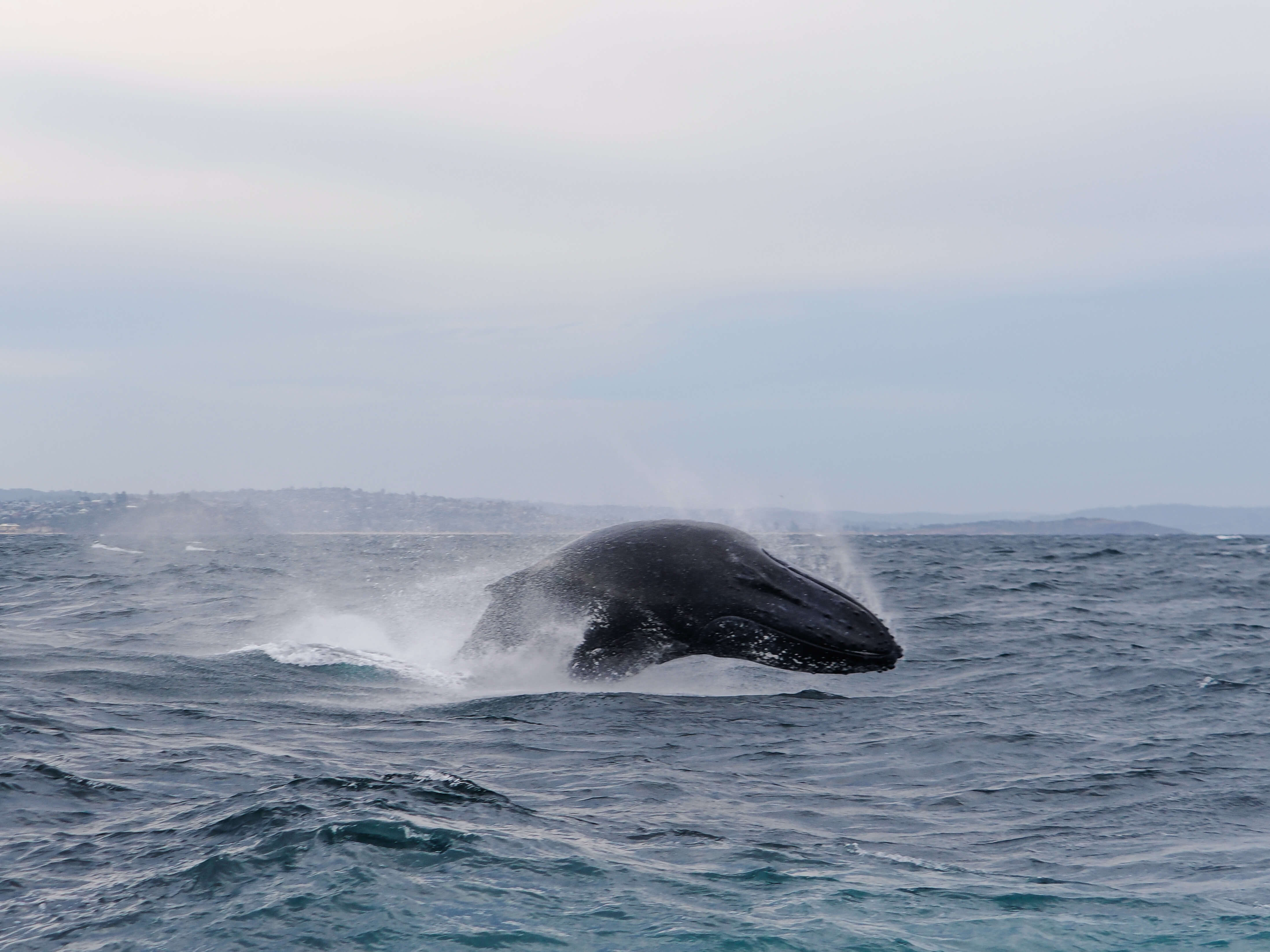 Киты в Австралии