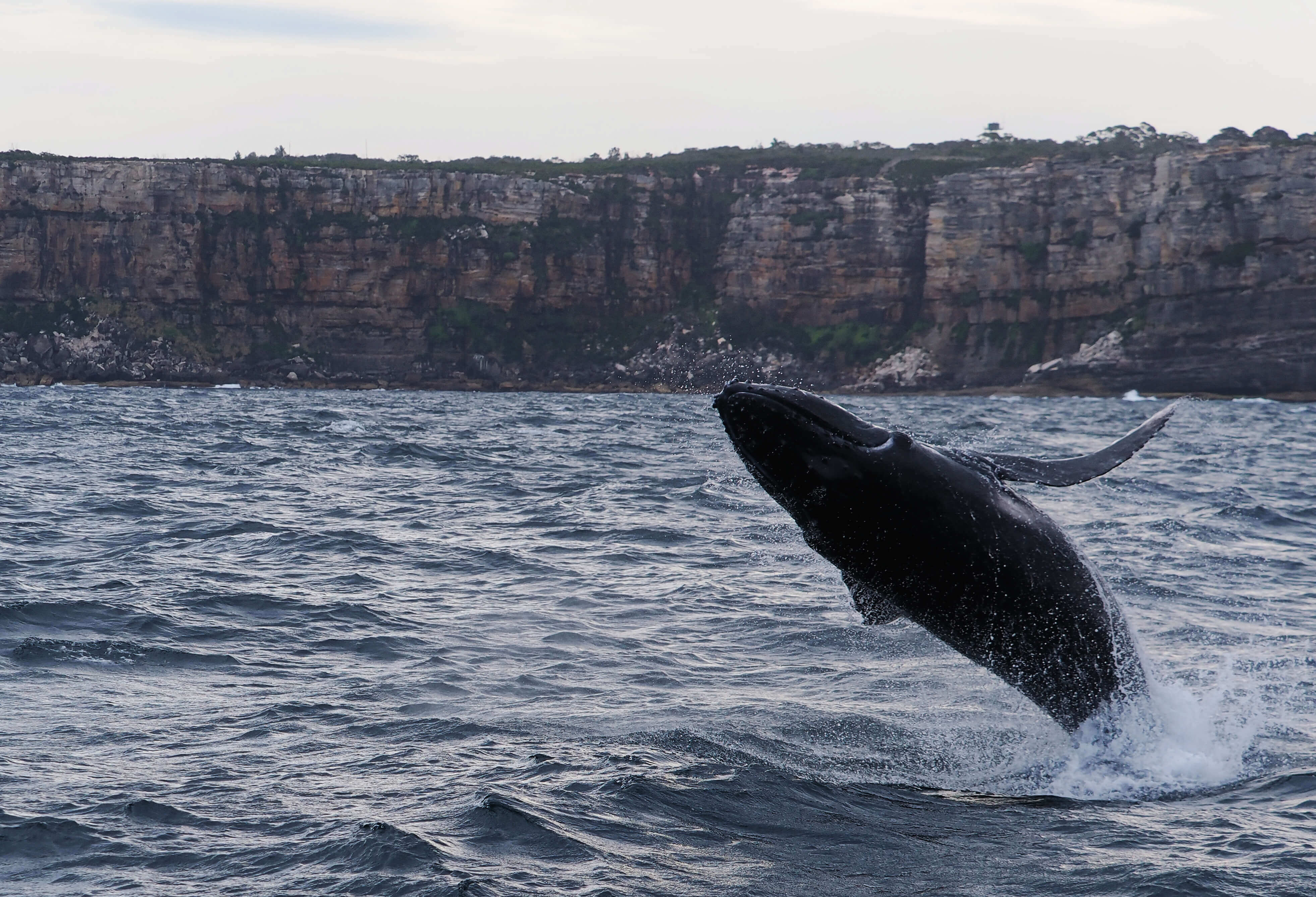Киты в Австралии