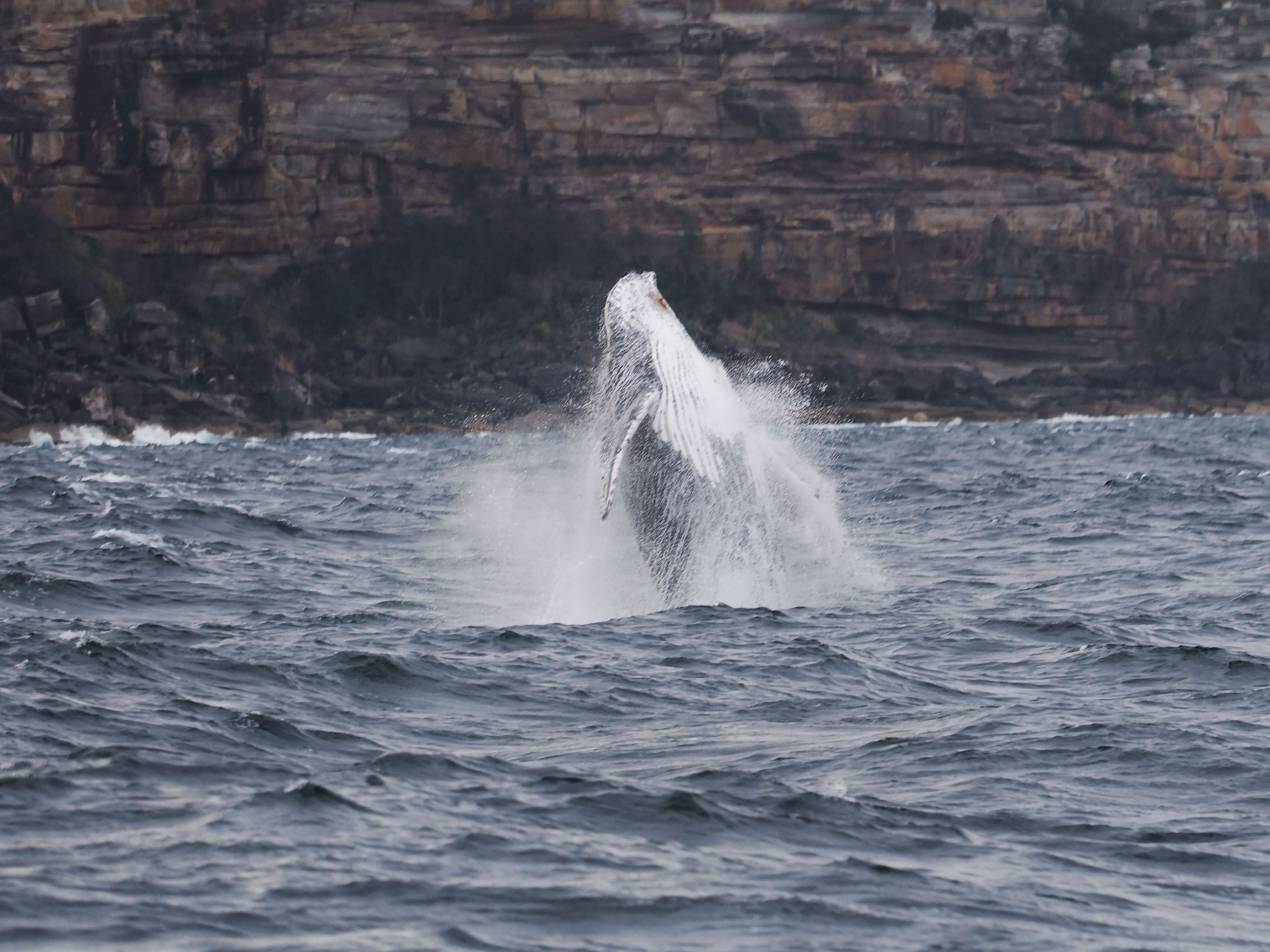 Киты в Австралии