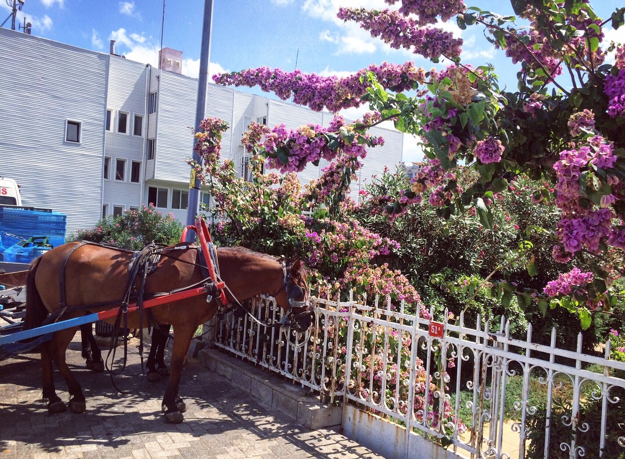 Лошадь в Стамбуле.jpg