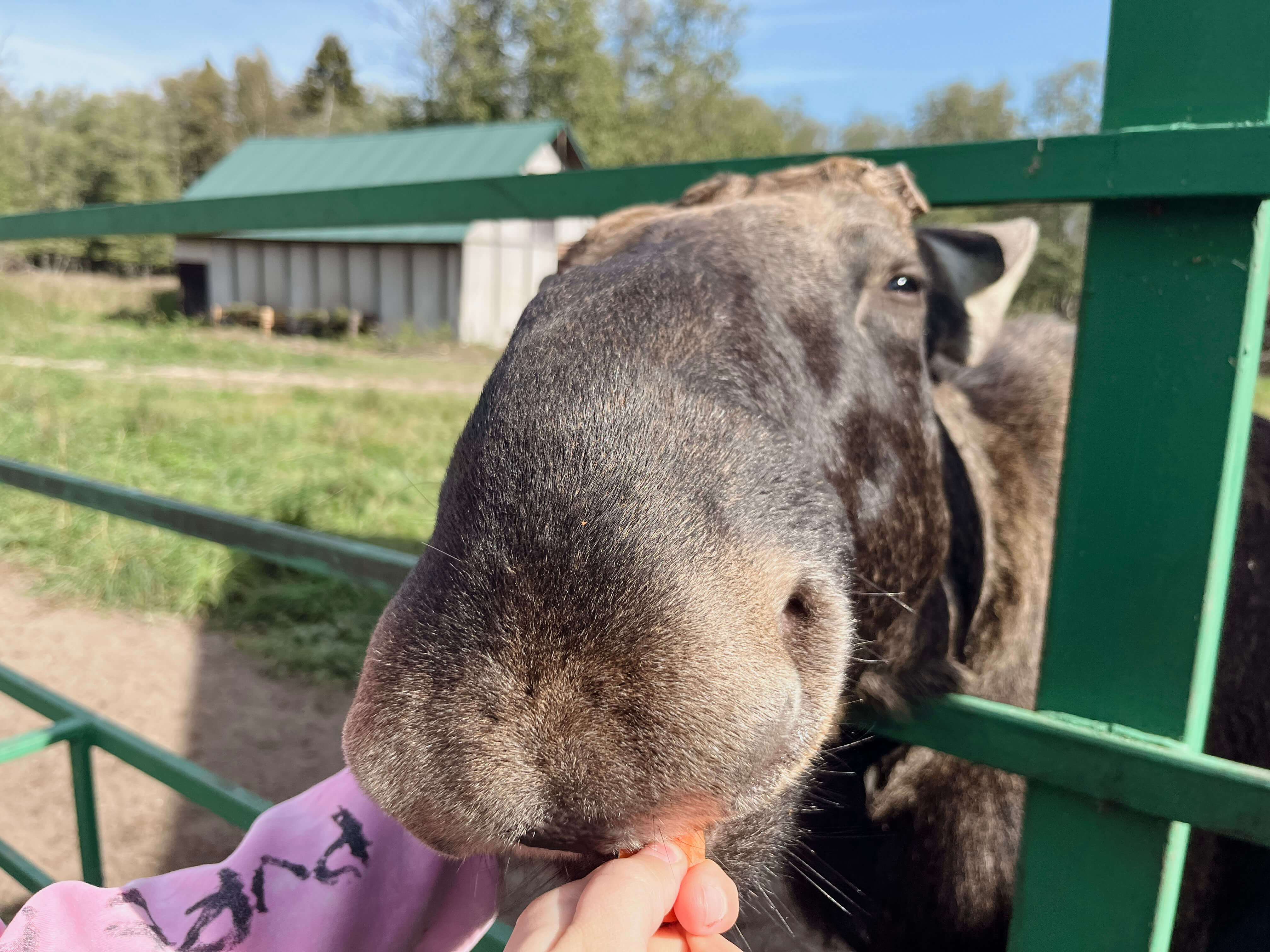Лосиная ферма в Костроме