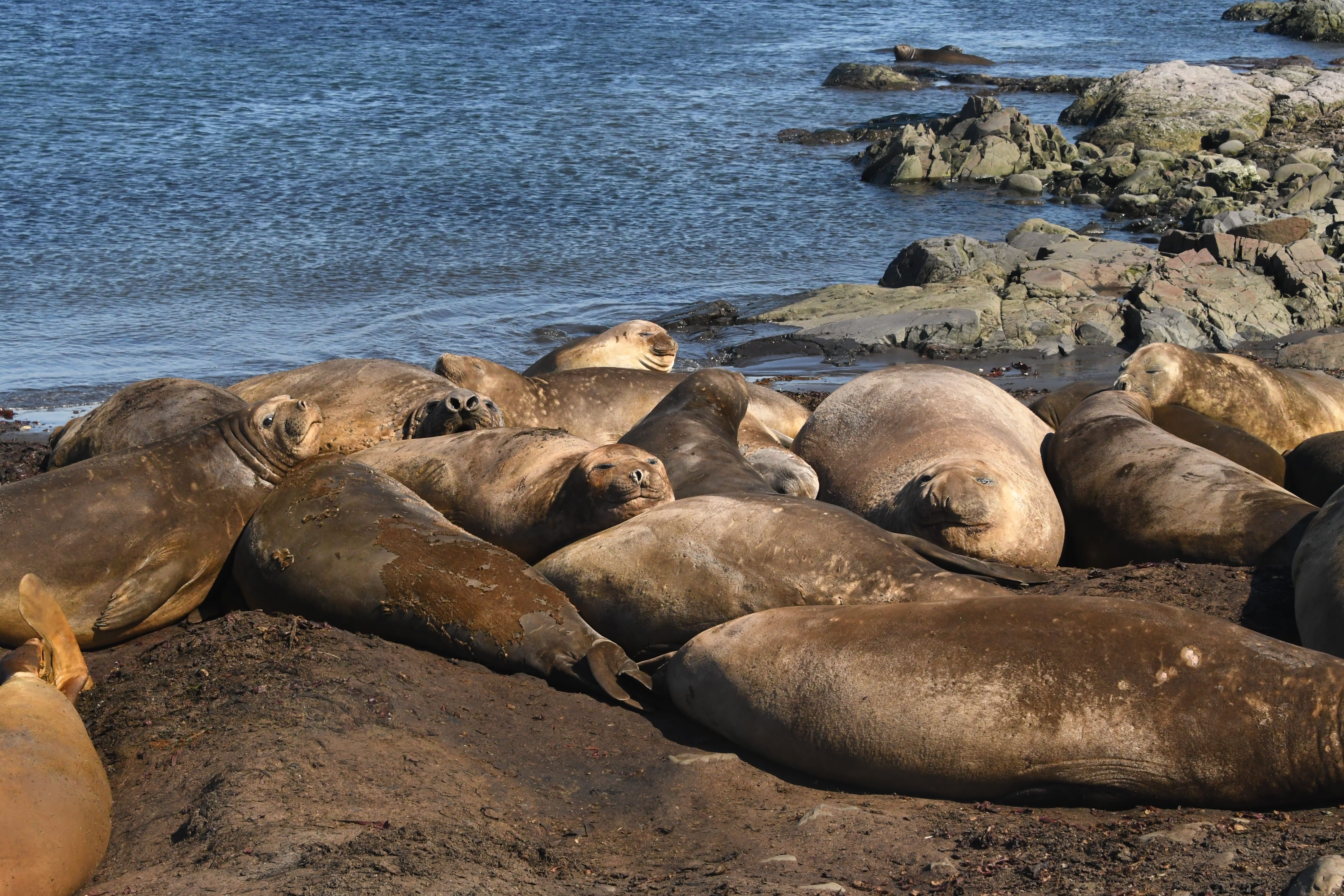 Морские слоныLED_4268.jpg