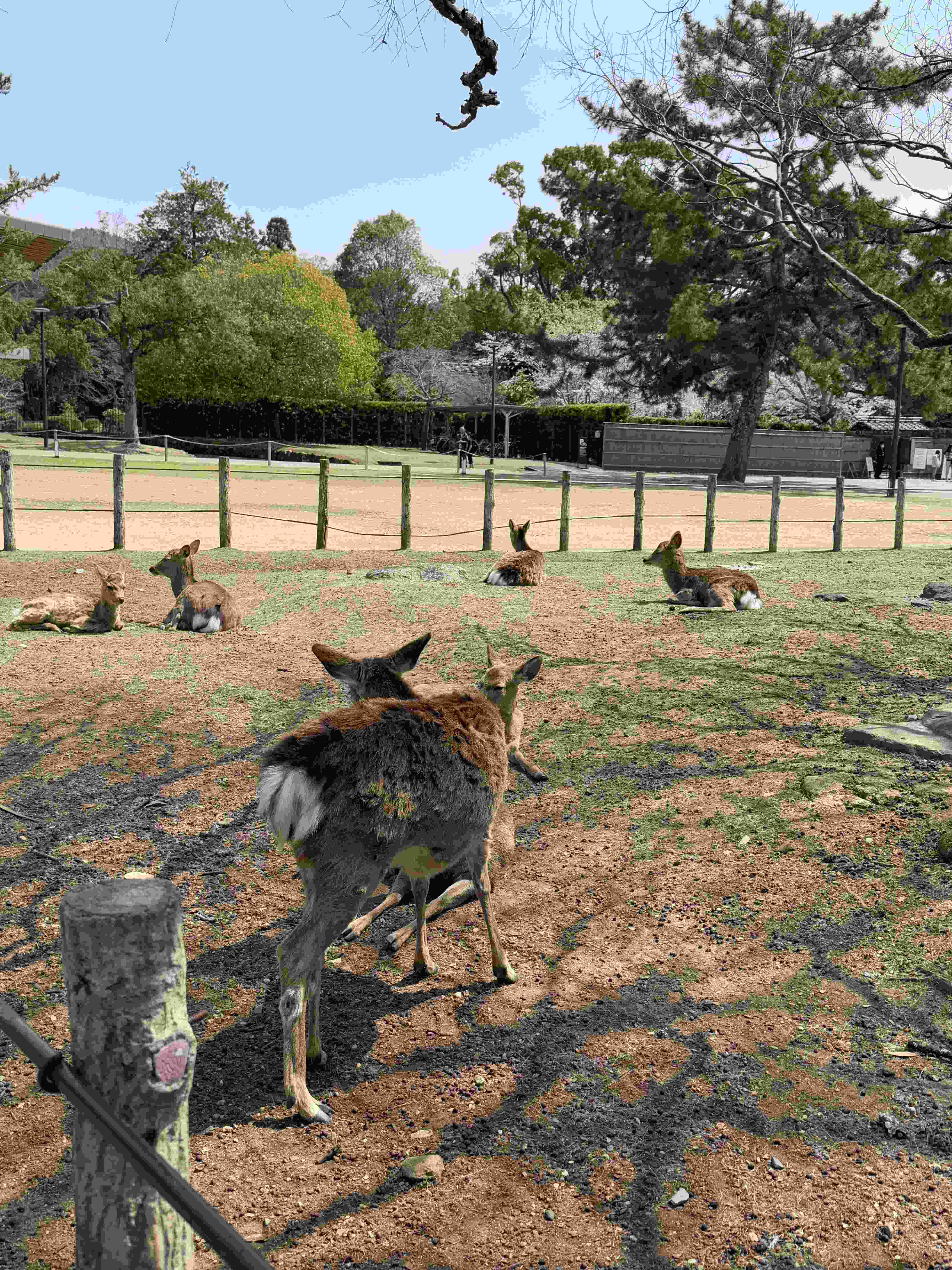 Олени в Наре.jpg