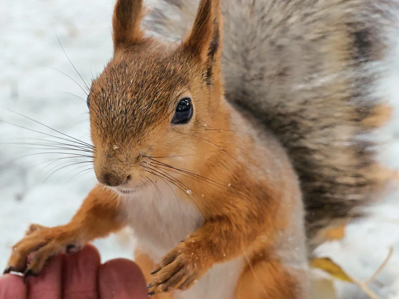 Белка в парке