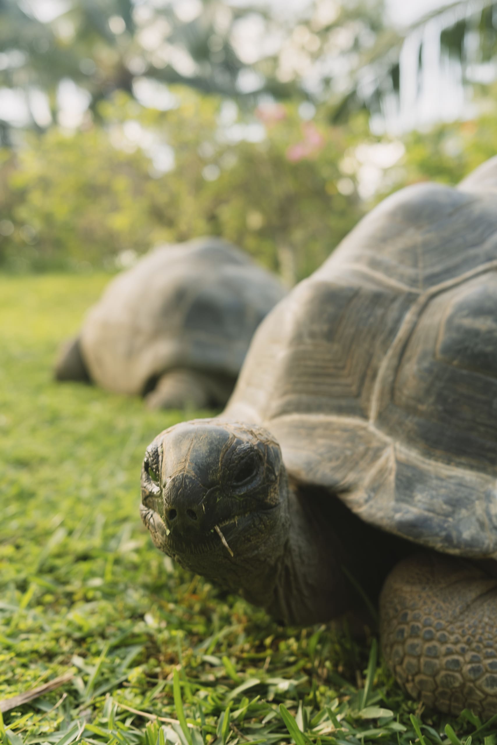 черепахи в Club Med Seychelles
