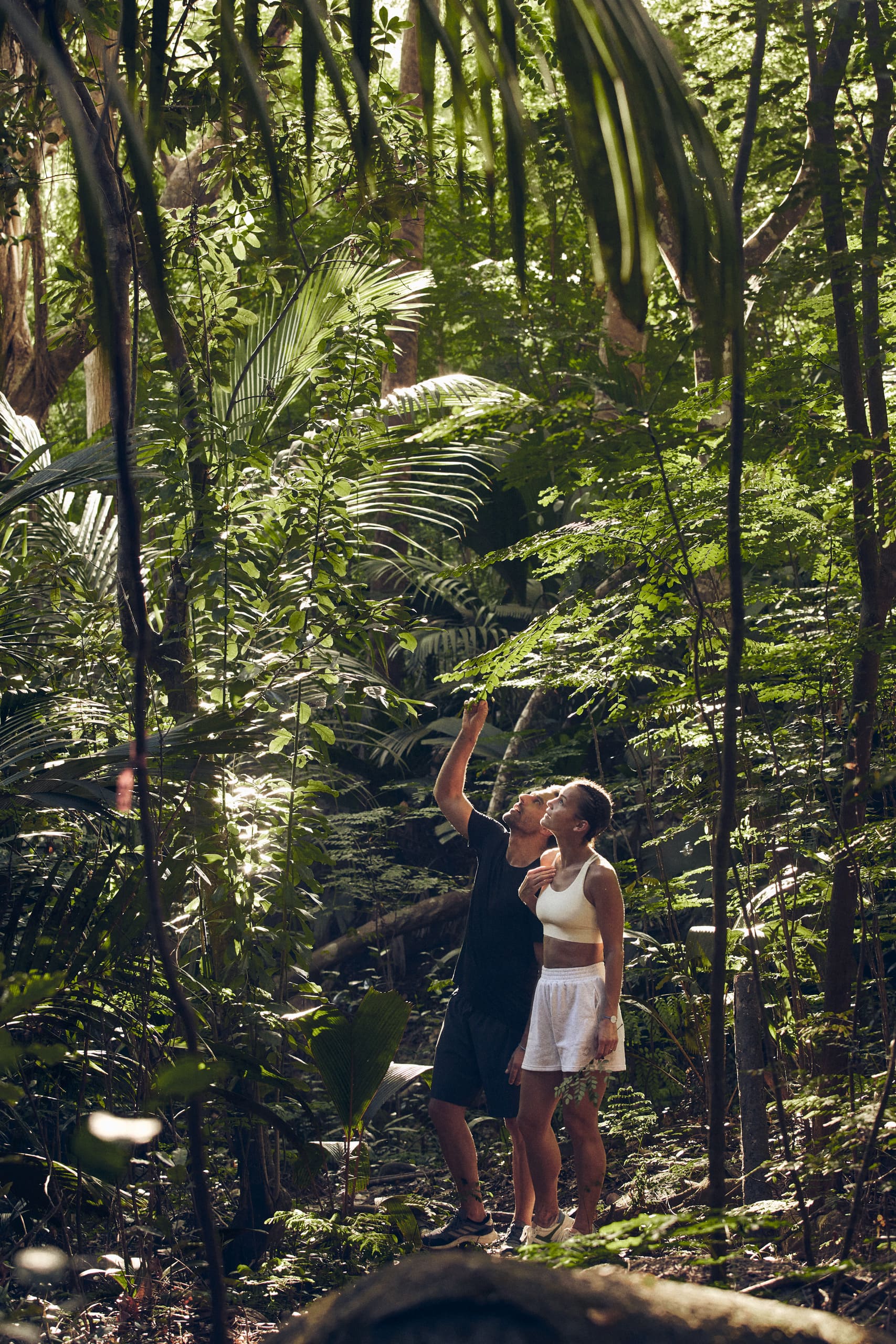 Лес на Сейшелах