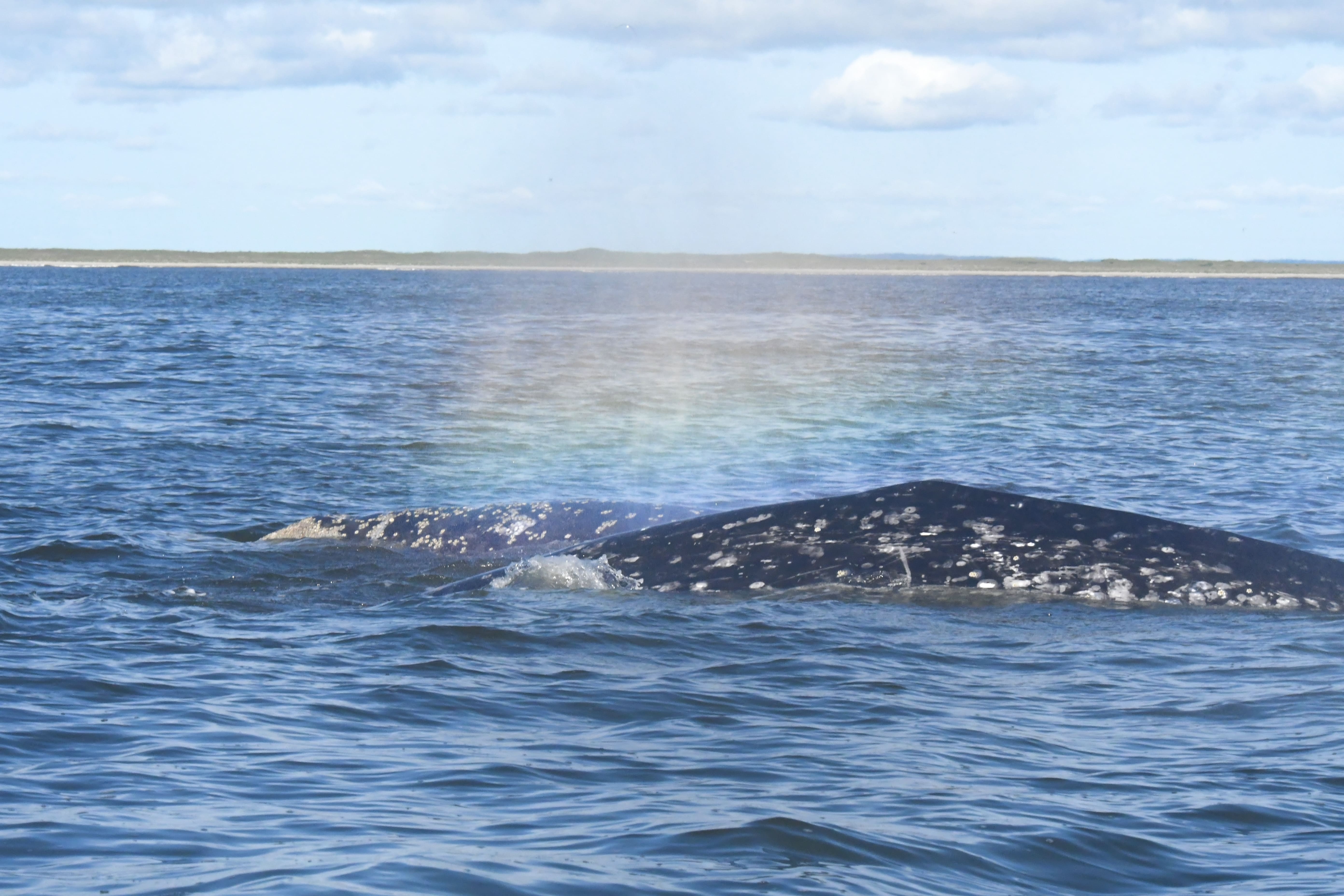 Серые Киты СахалинDSC_2400.jpg