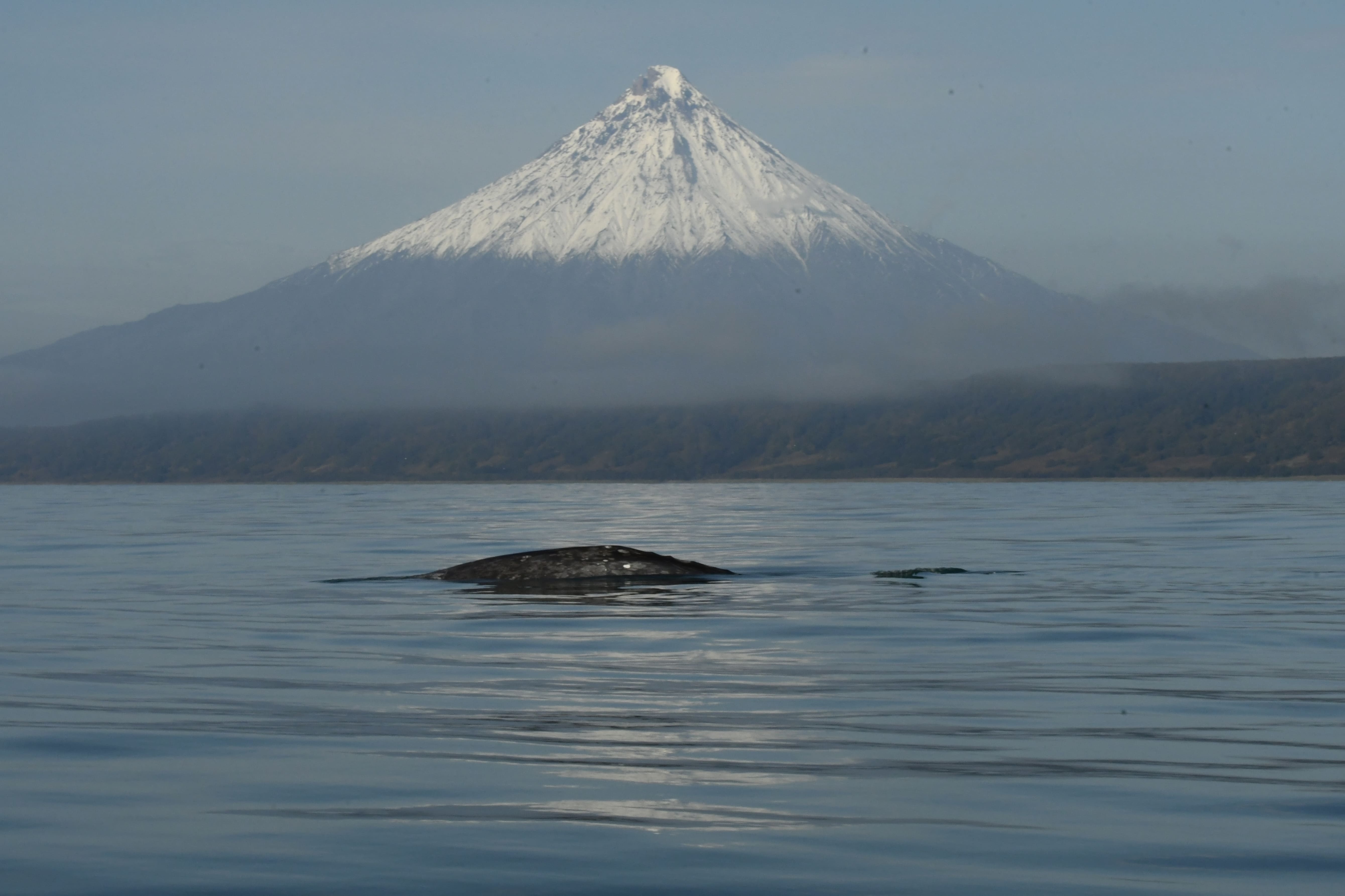 Серый кит КамчаткаLED_2341.jpg