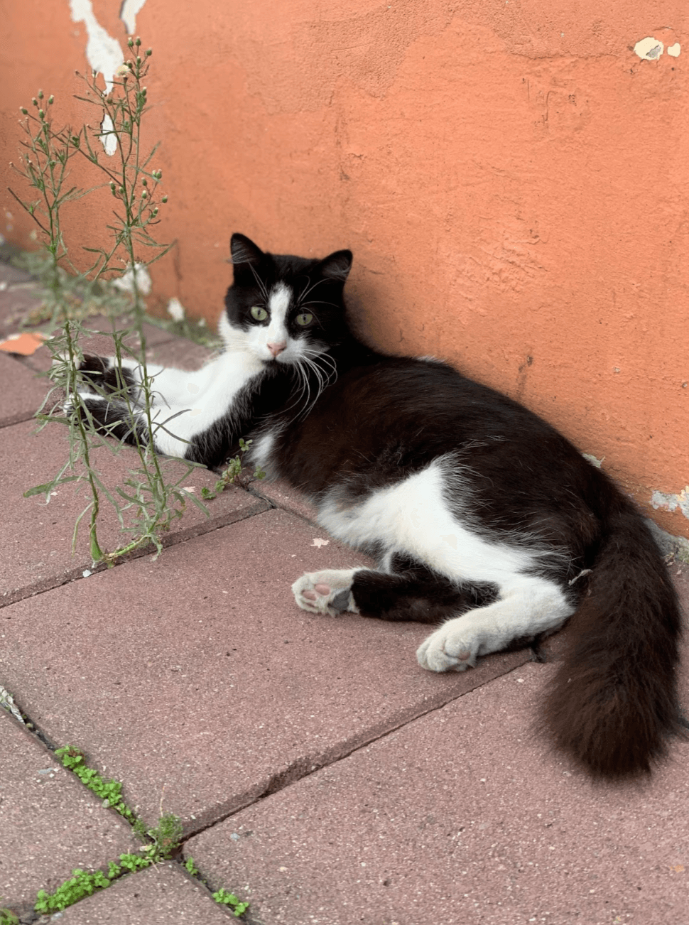 Кот в Стамбуле, Турция
