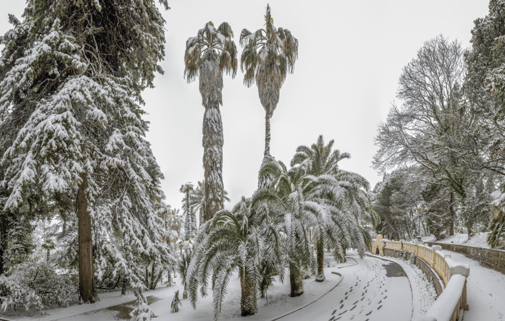 Дендрарий в Сочи зимой