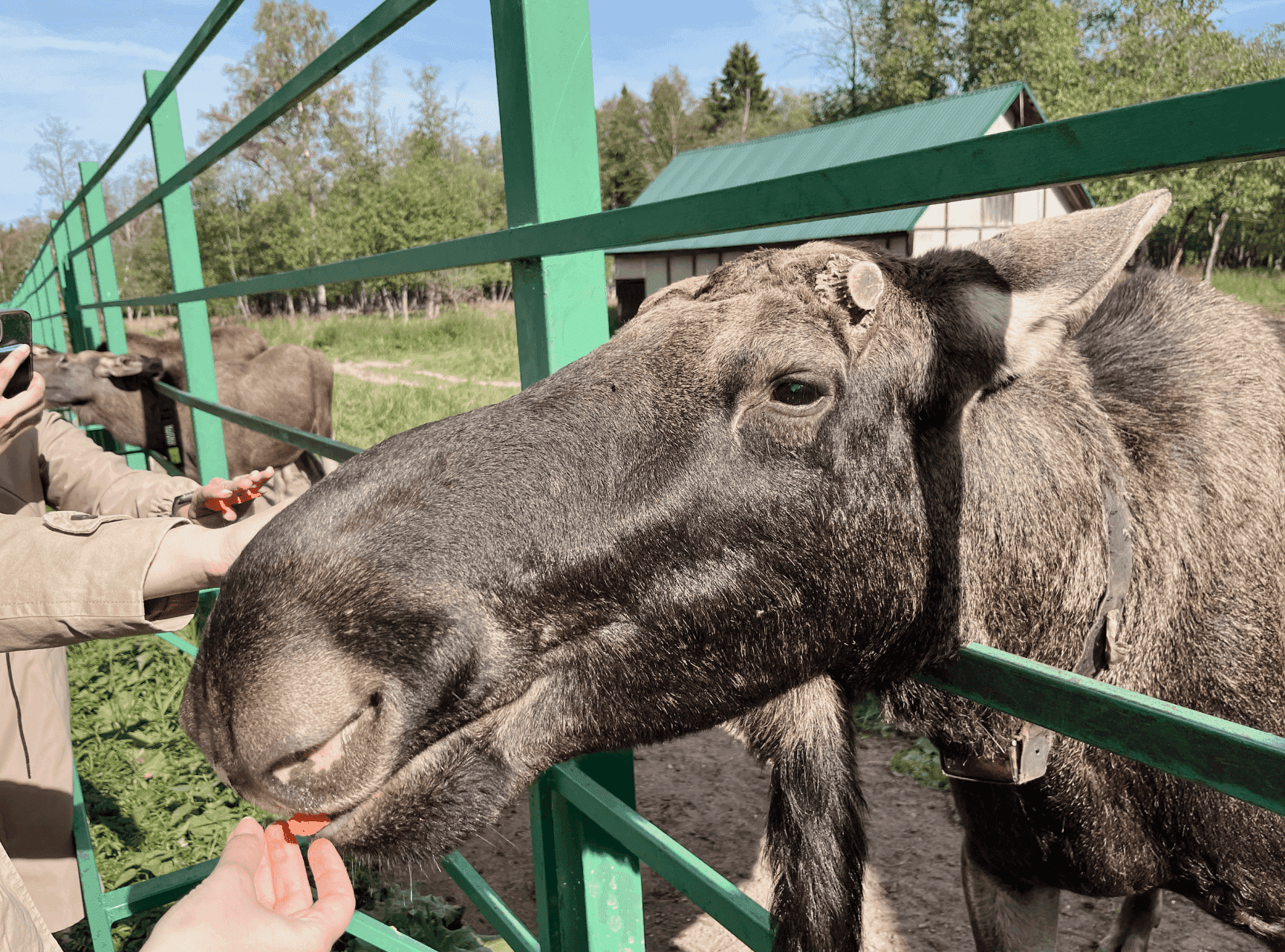 Лосиная ферма в Костроме