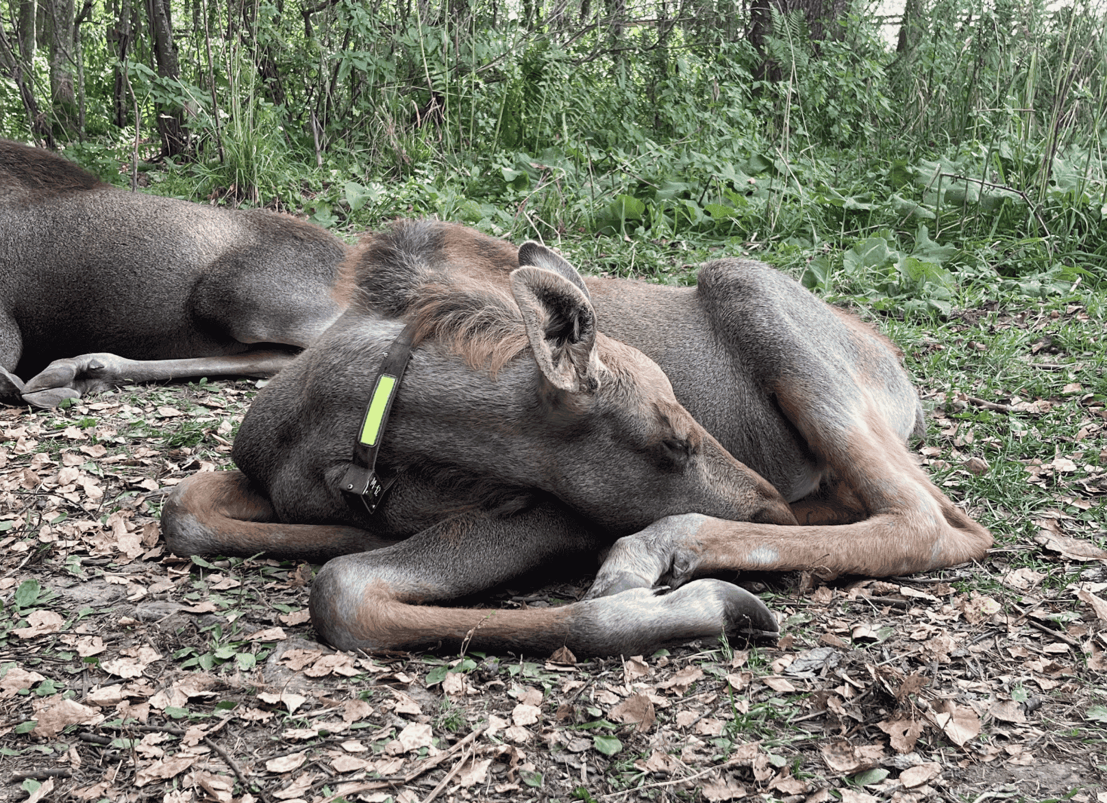 Лосиная ферма в Костроме