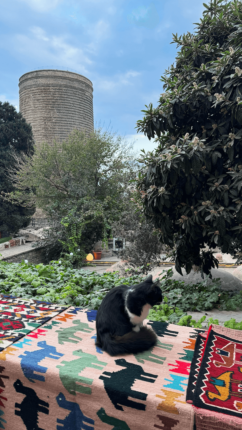 Кот в Баку, Азербайджан