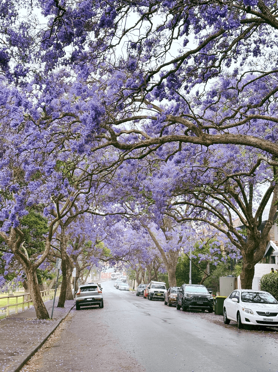 Дерево в Австралии