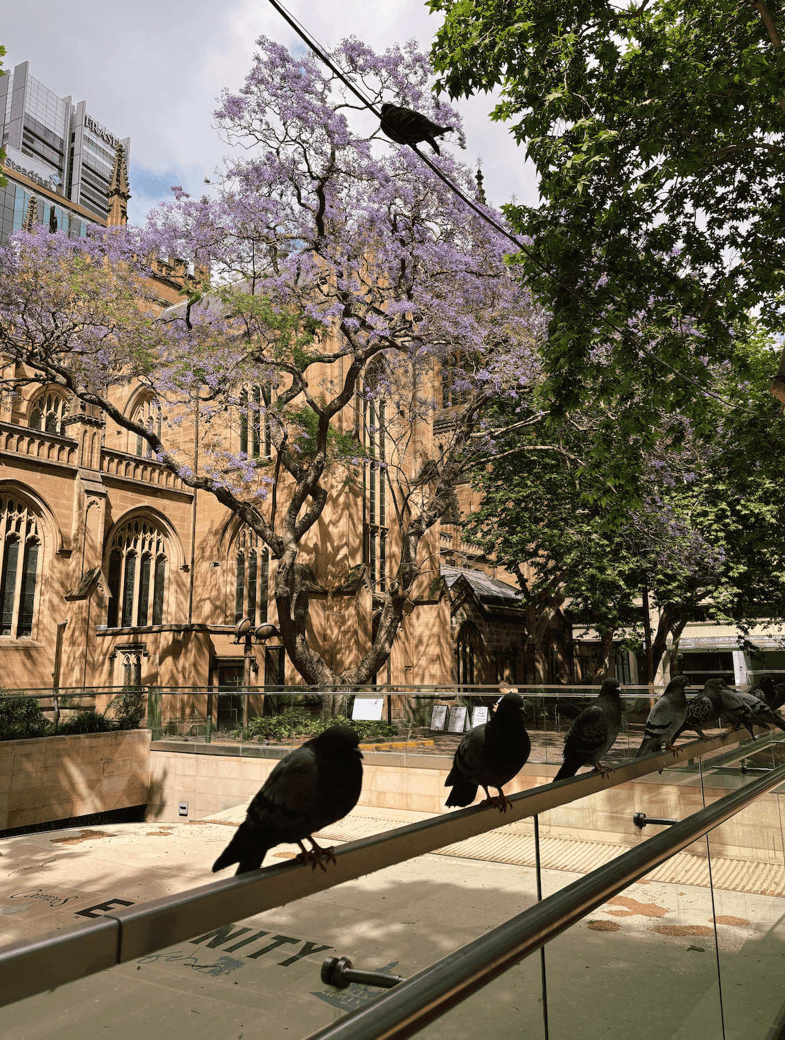 Собор Святого Андрея в Сиднее