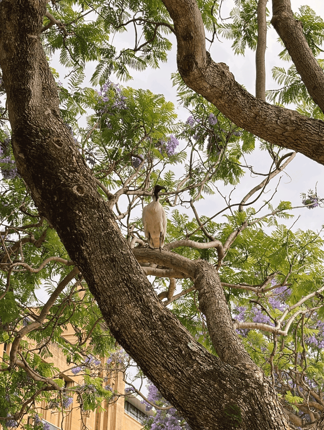 Птица в Австралии