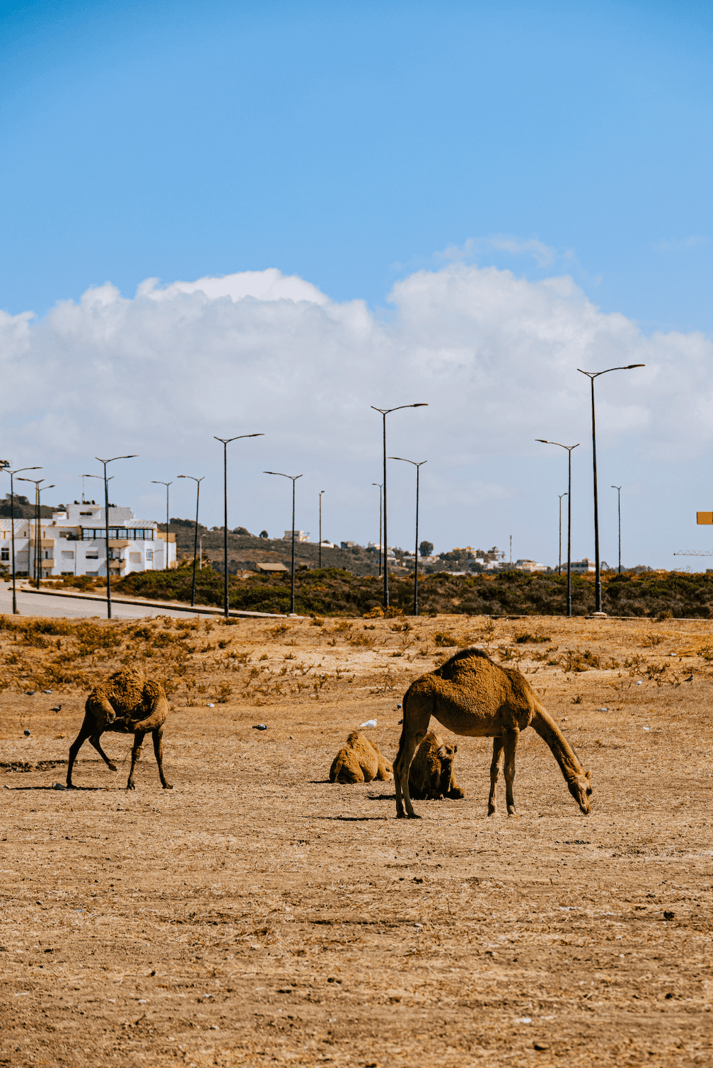 Верблюды и дорога в Марокко