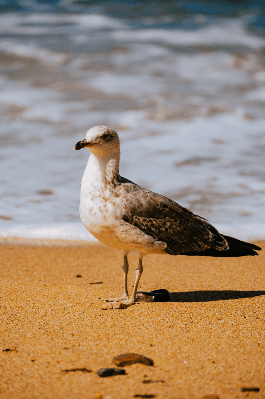 Птица в Марокко