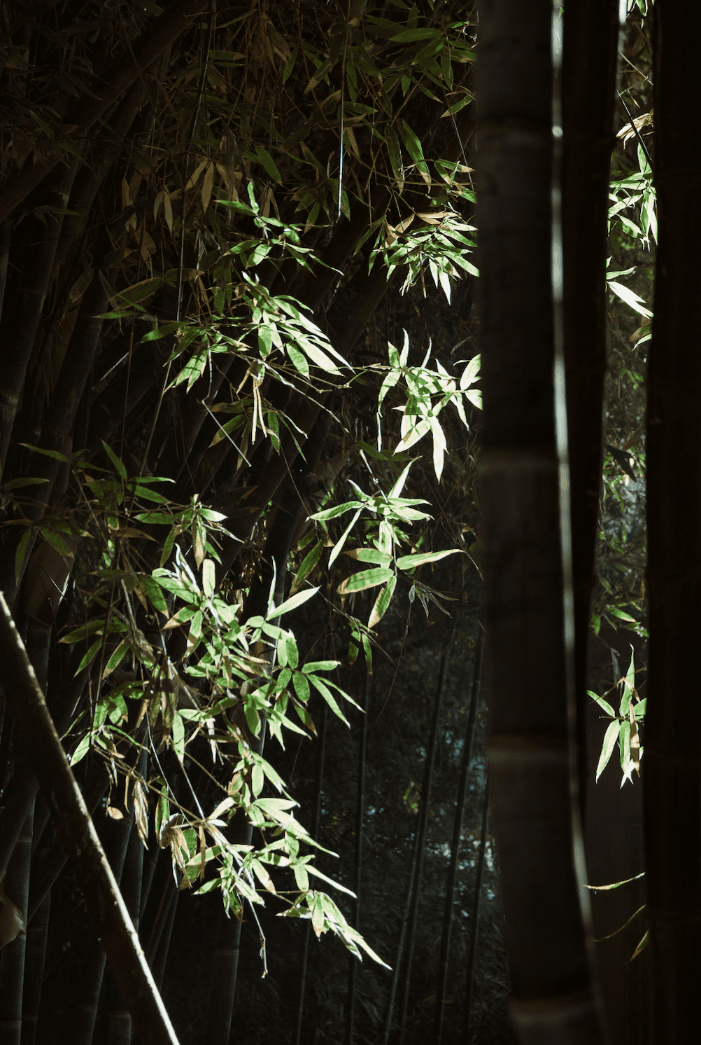 Сад Мажорель в Марокко