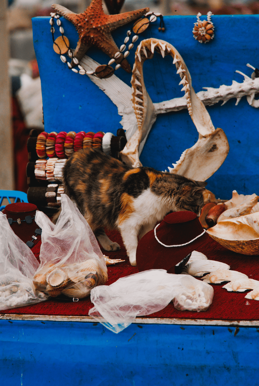 Кот в Марокко