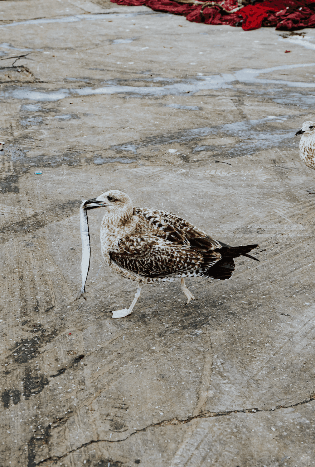 Чайки в Марокко