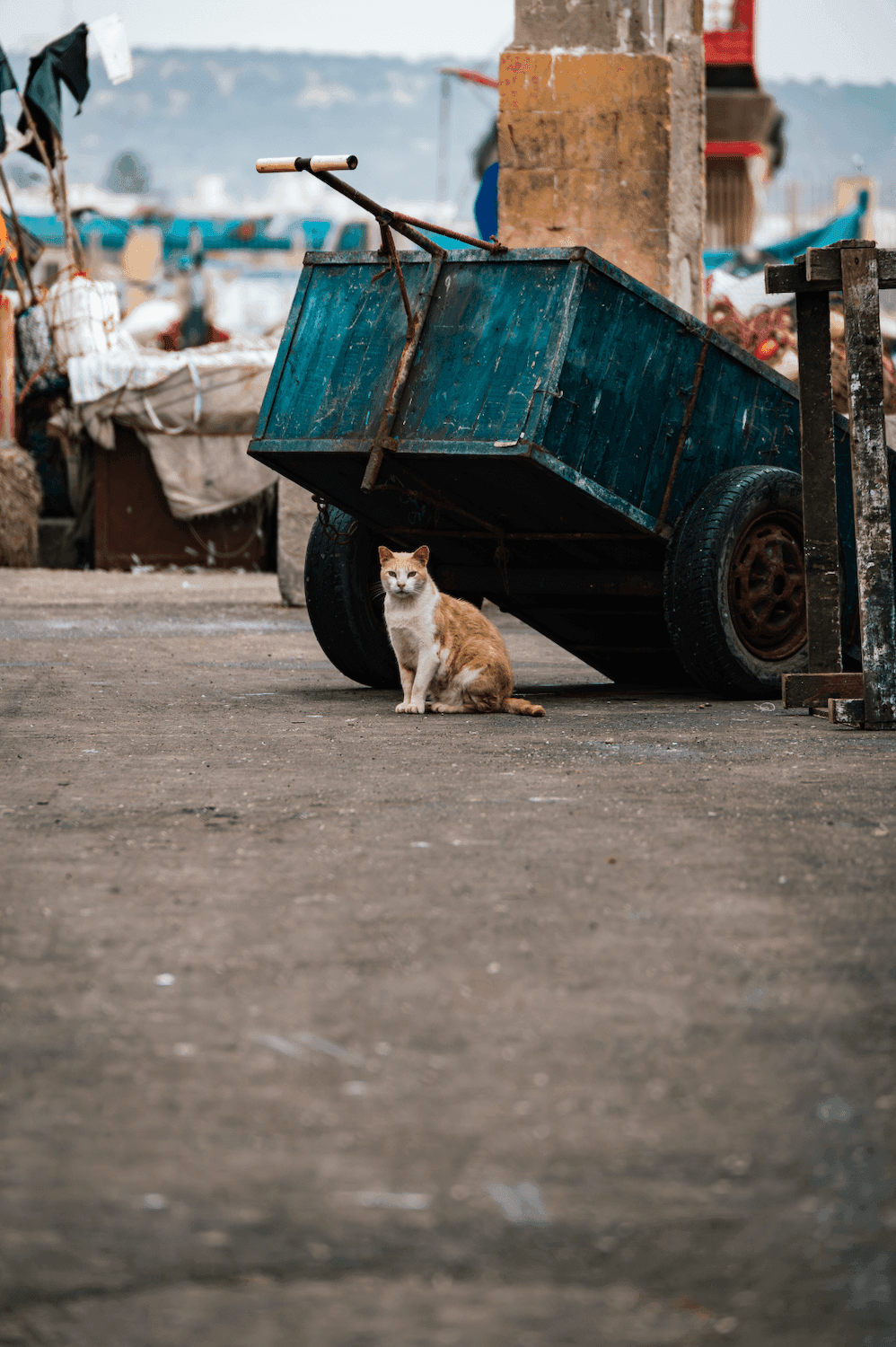 Кот в Марокко