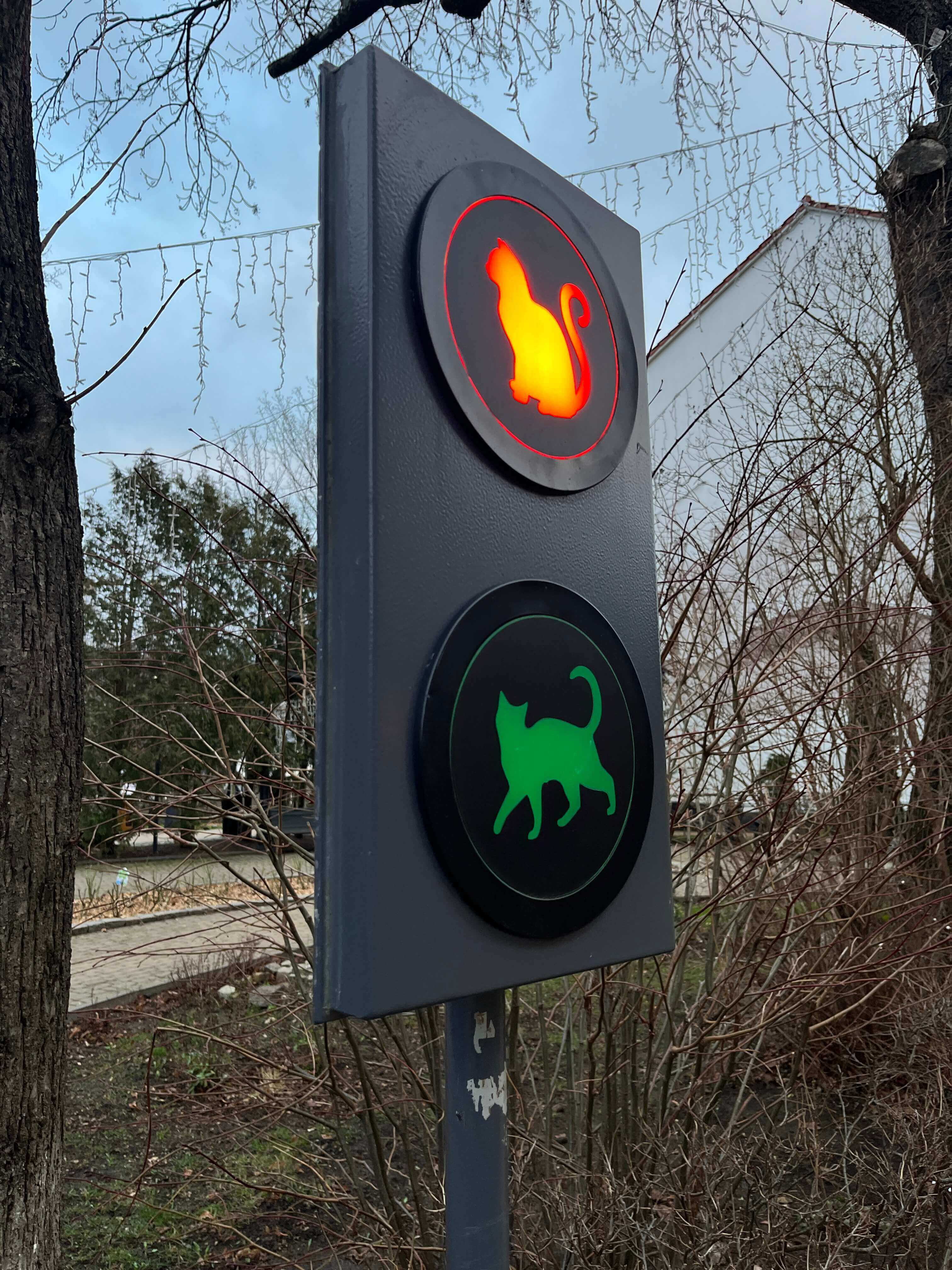 Светофор для кошек в Зеленоградске