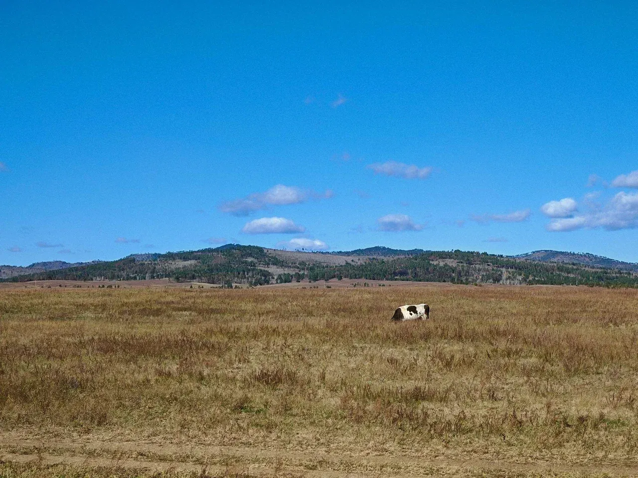 Степи у дороги