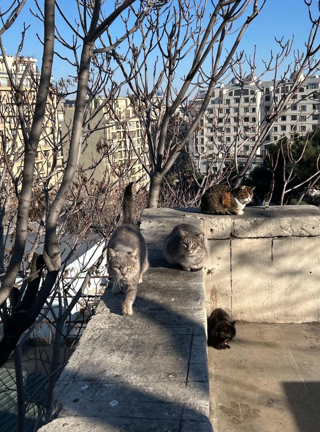 бакинские коты.jpg