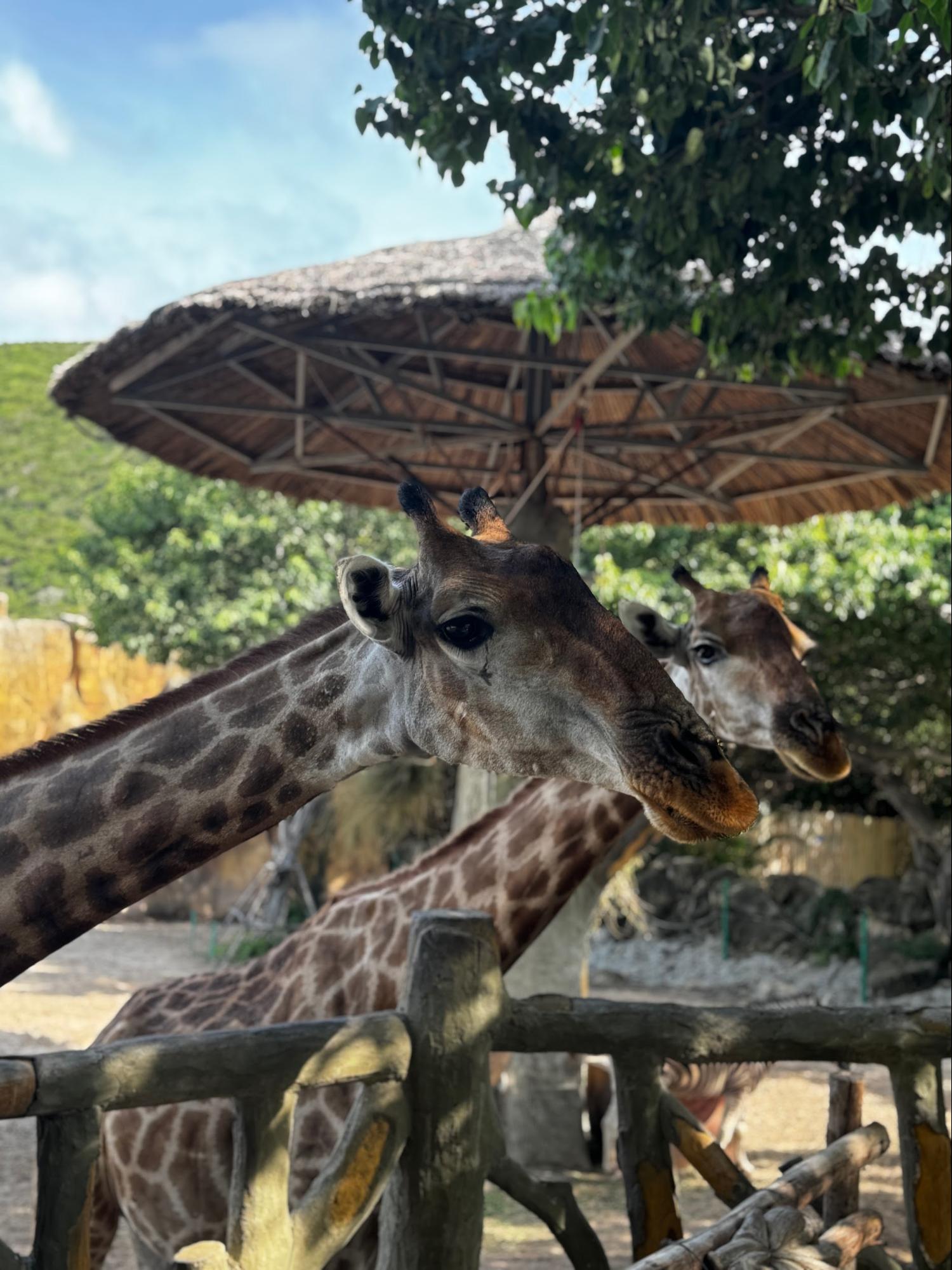 Зоопарк в парке развлечений VinWonders