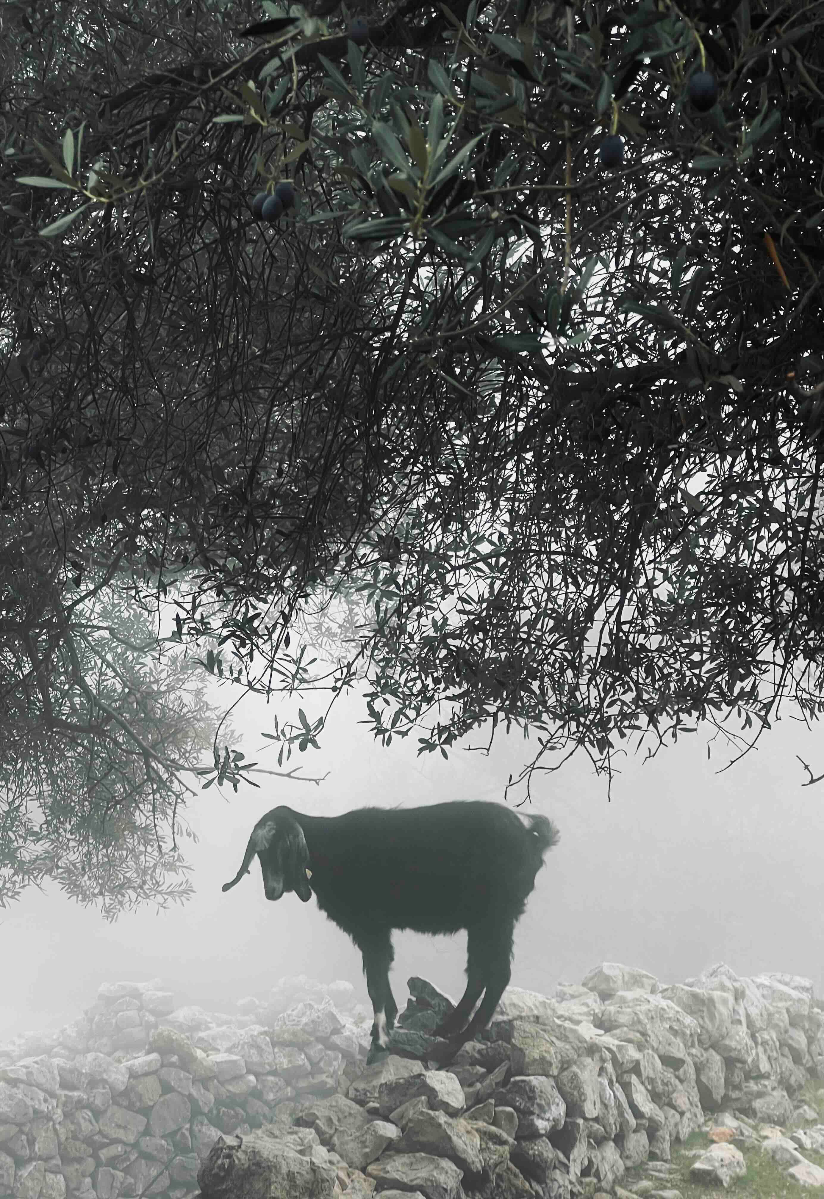 красивый козёл.jpg