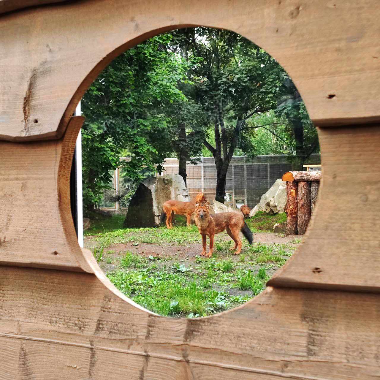 красные волки.jpg