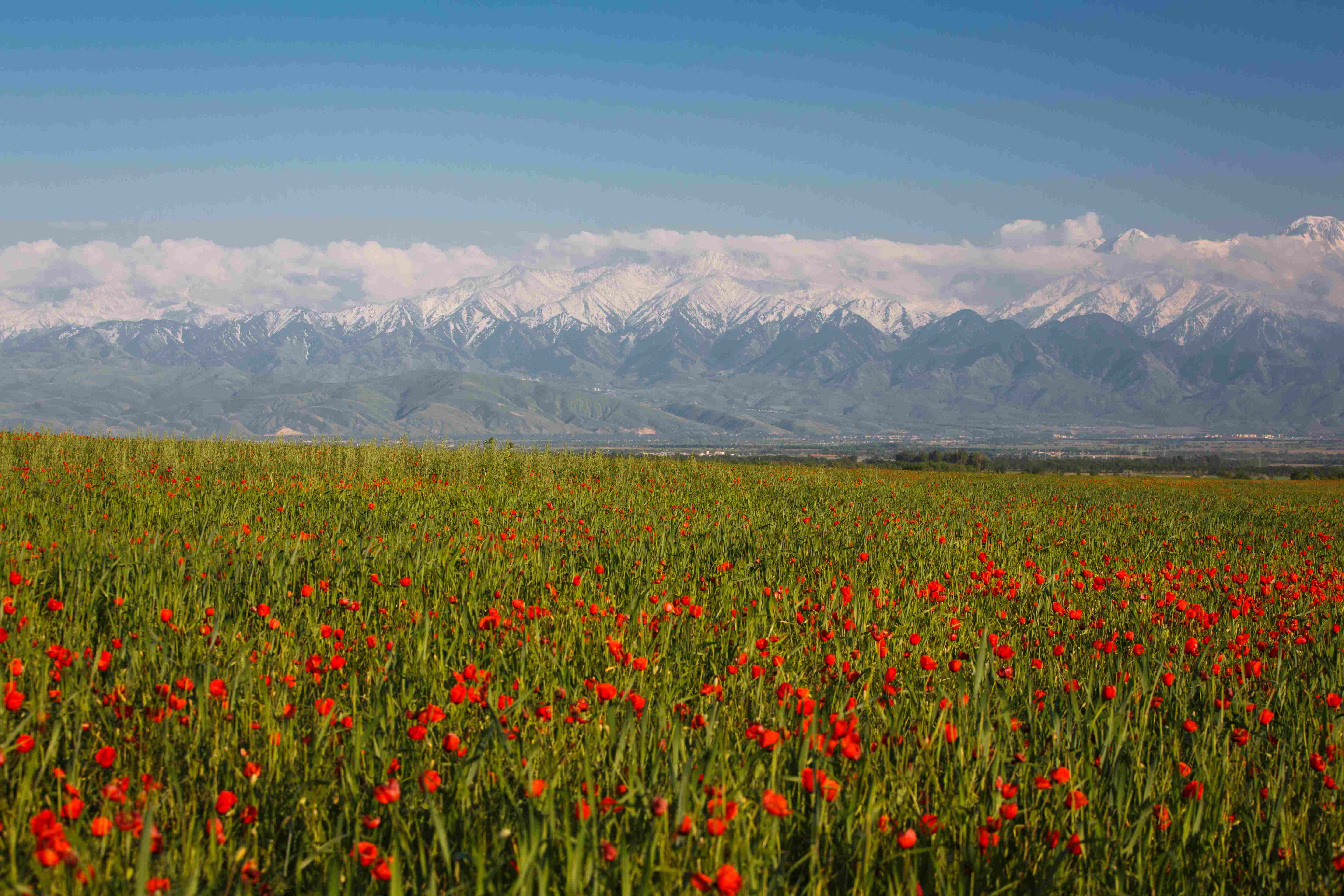 маковые поля.jpg