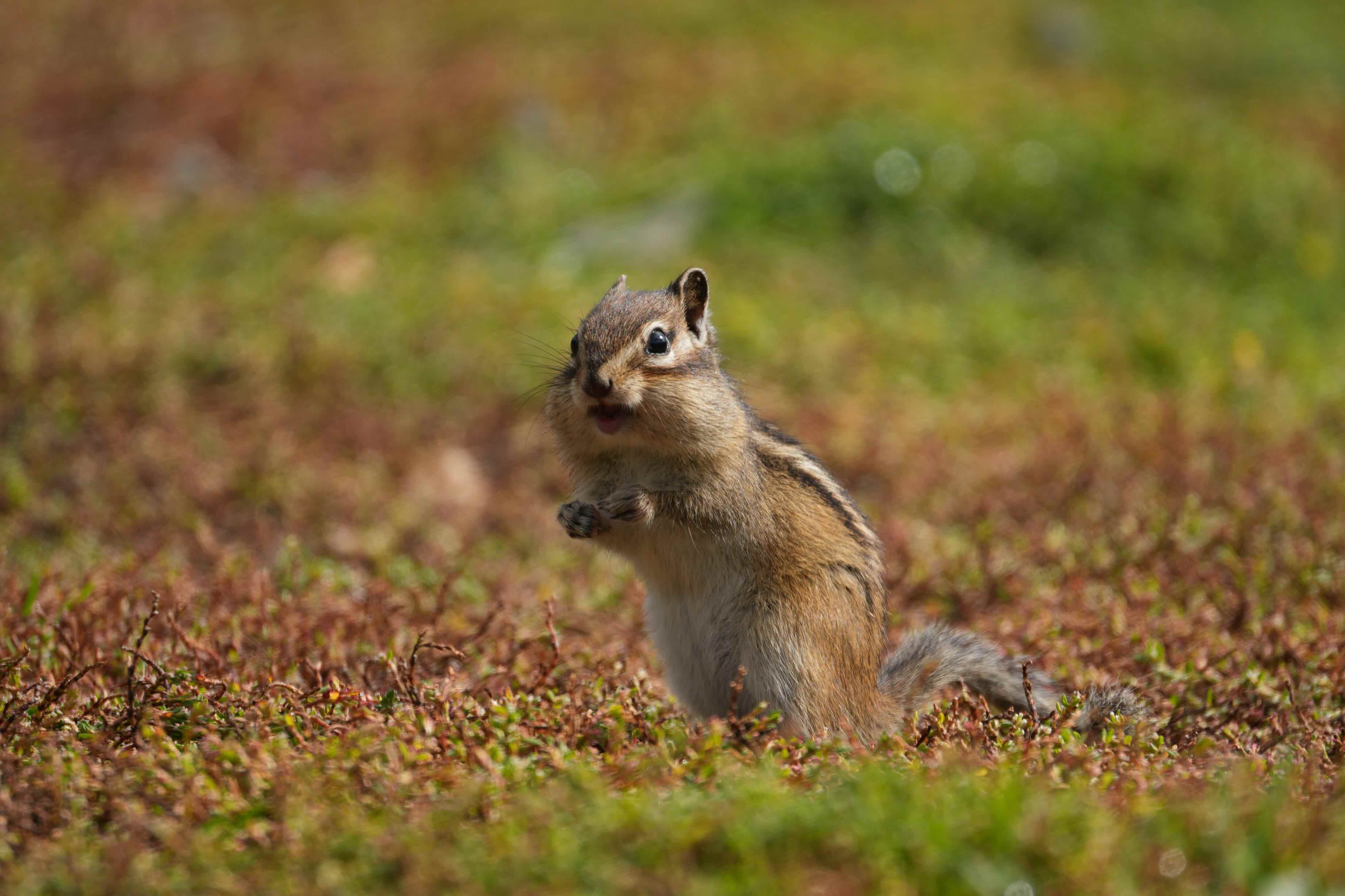 осиновский перевал_бурундук.jpeg
