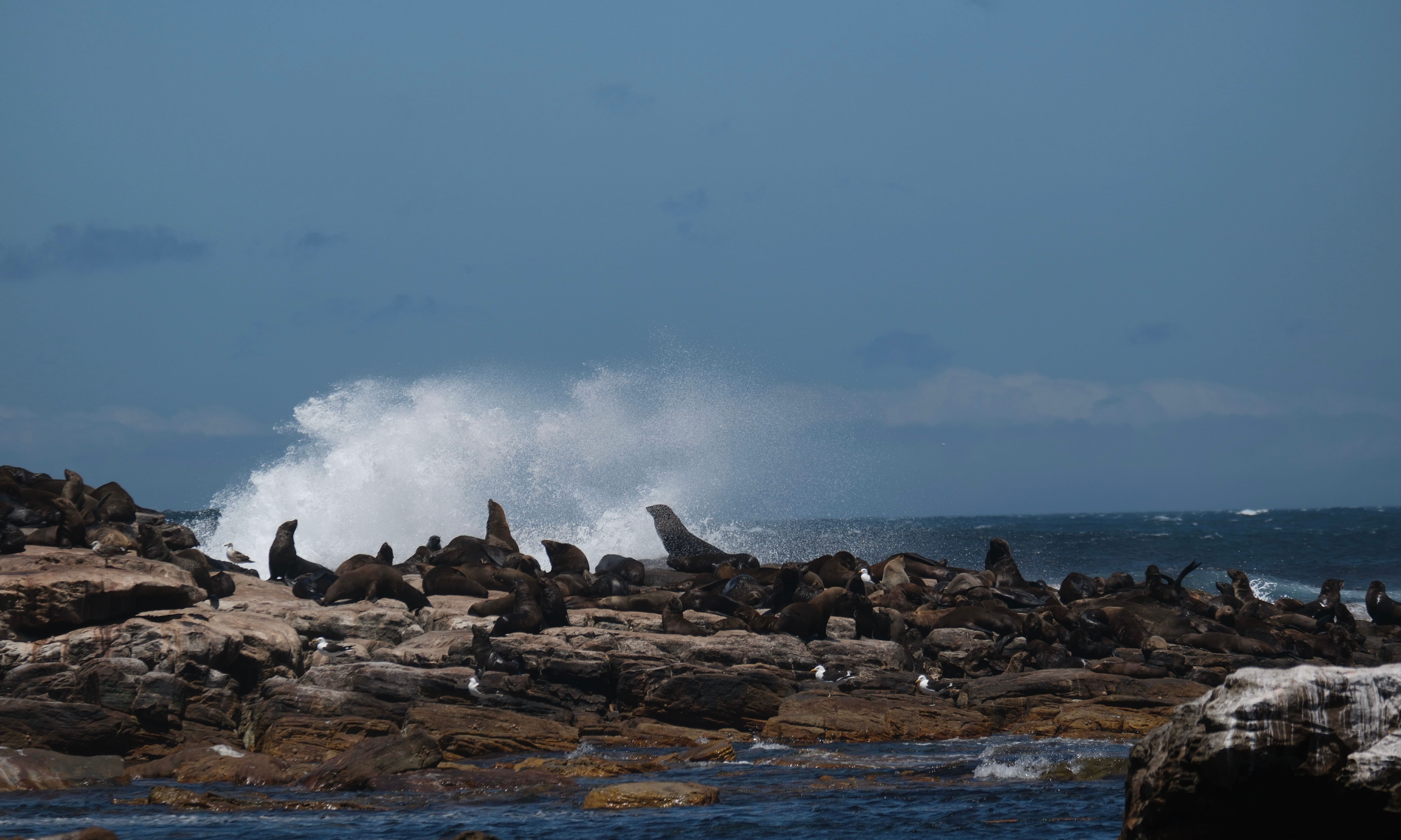 остров морских котивнов в Хаут Бей.jpg