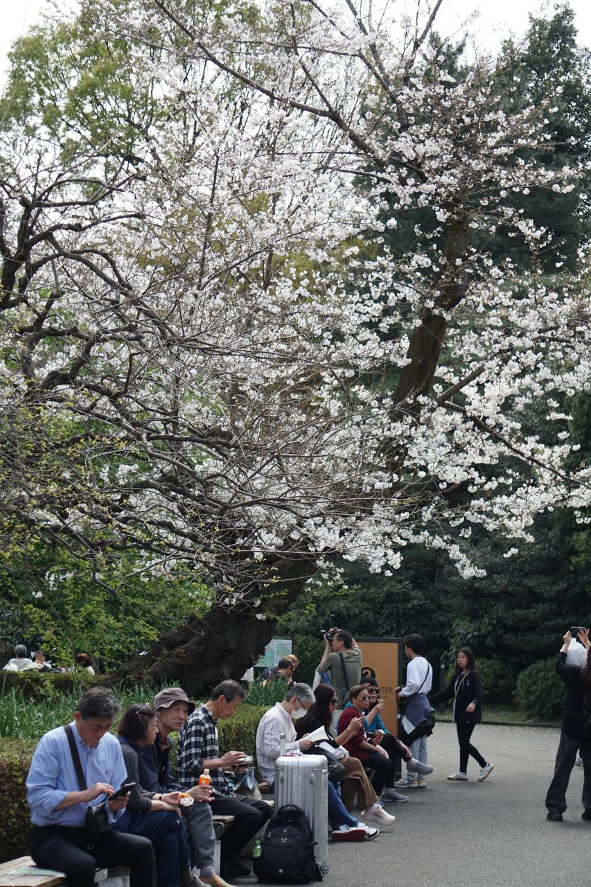 японцы и сакура.jpg